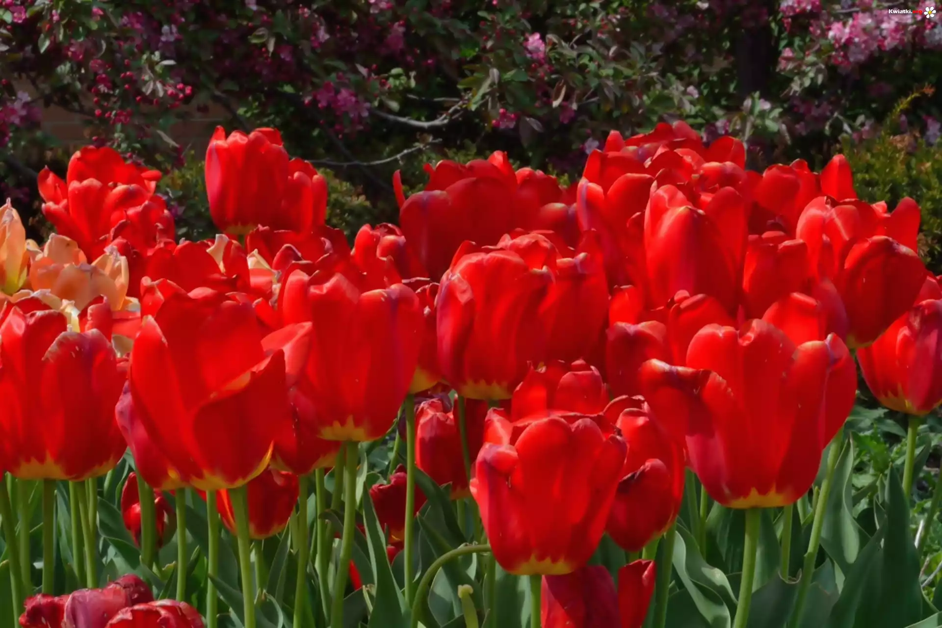 Czerwone, Tulipany