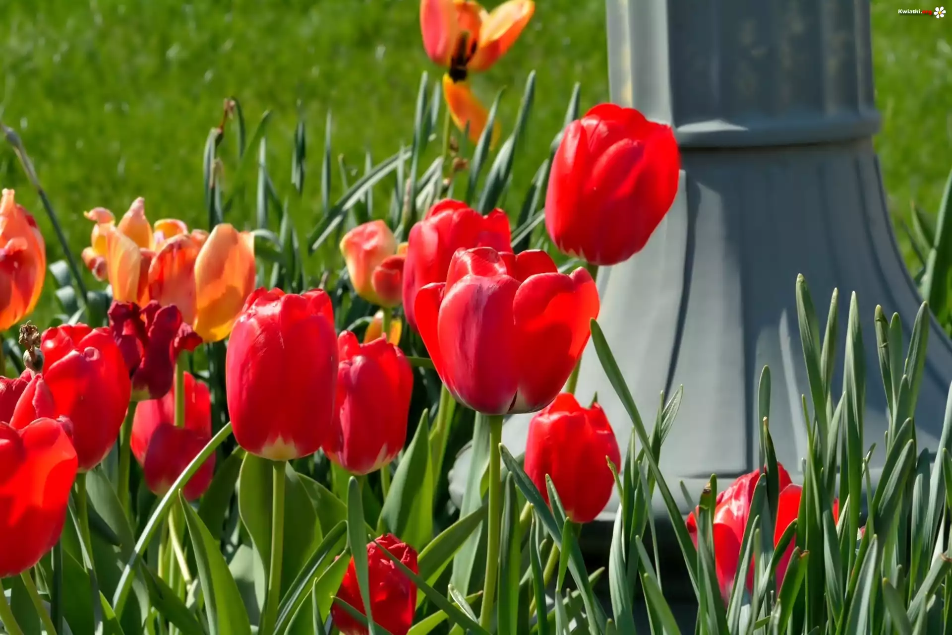 Czerwone, Tulipany