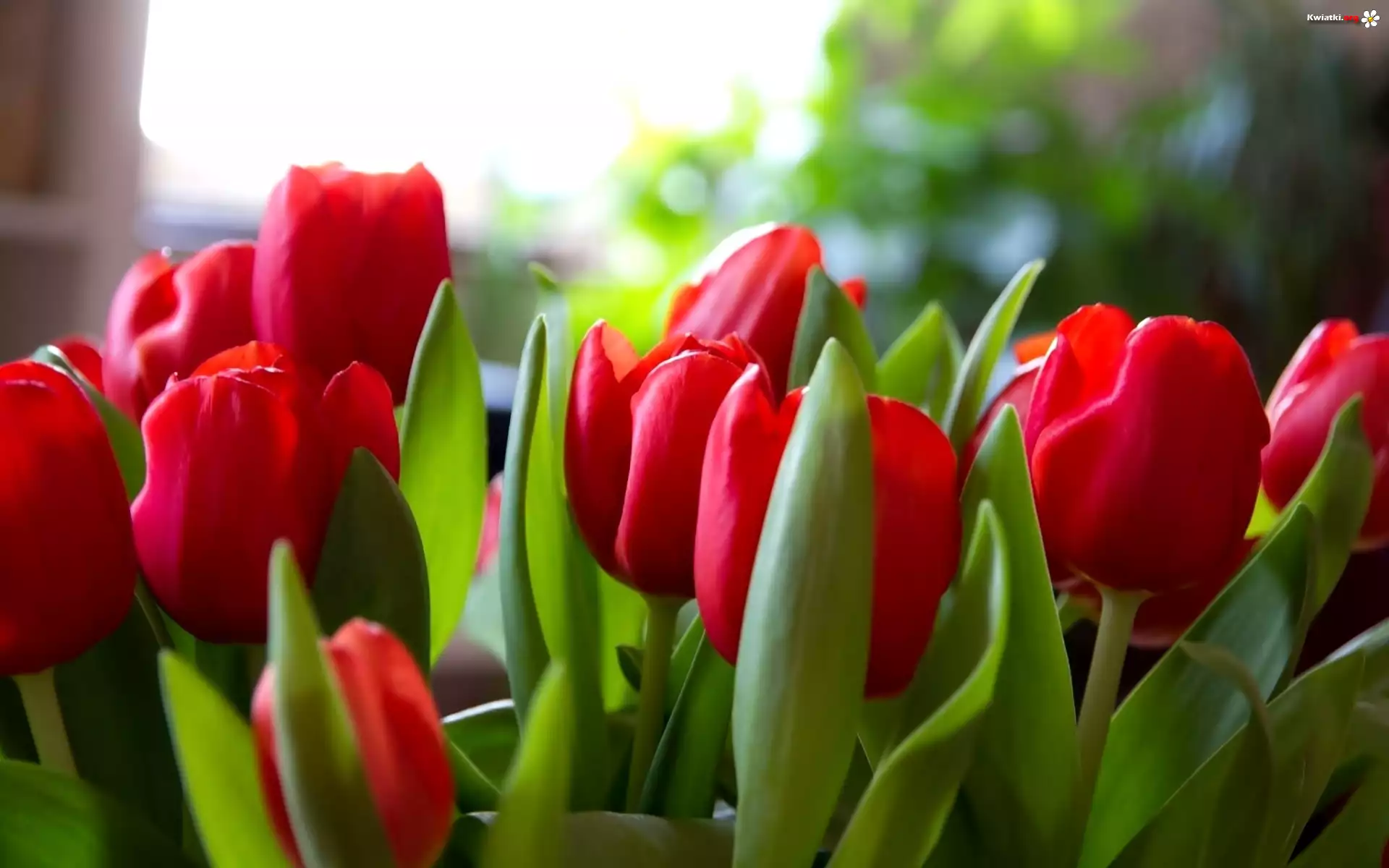 Czerwone, Tulipany