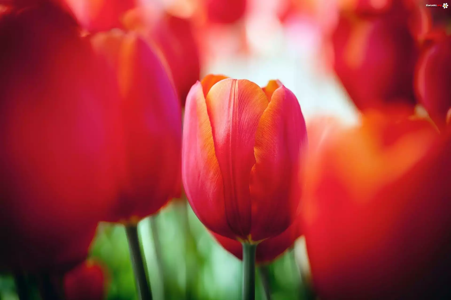 Czerwone, Tulipany