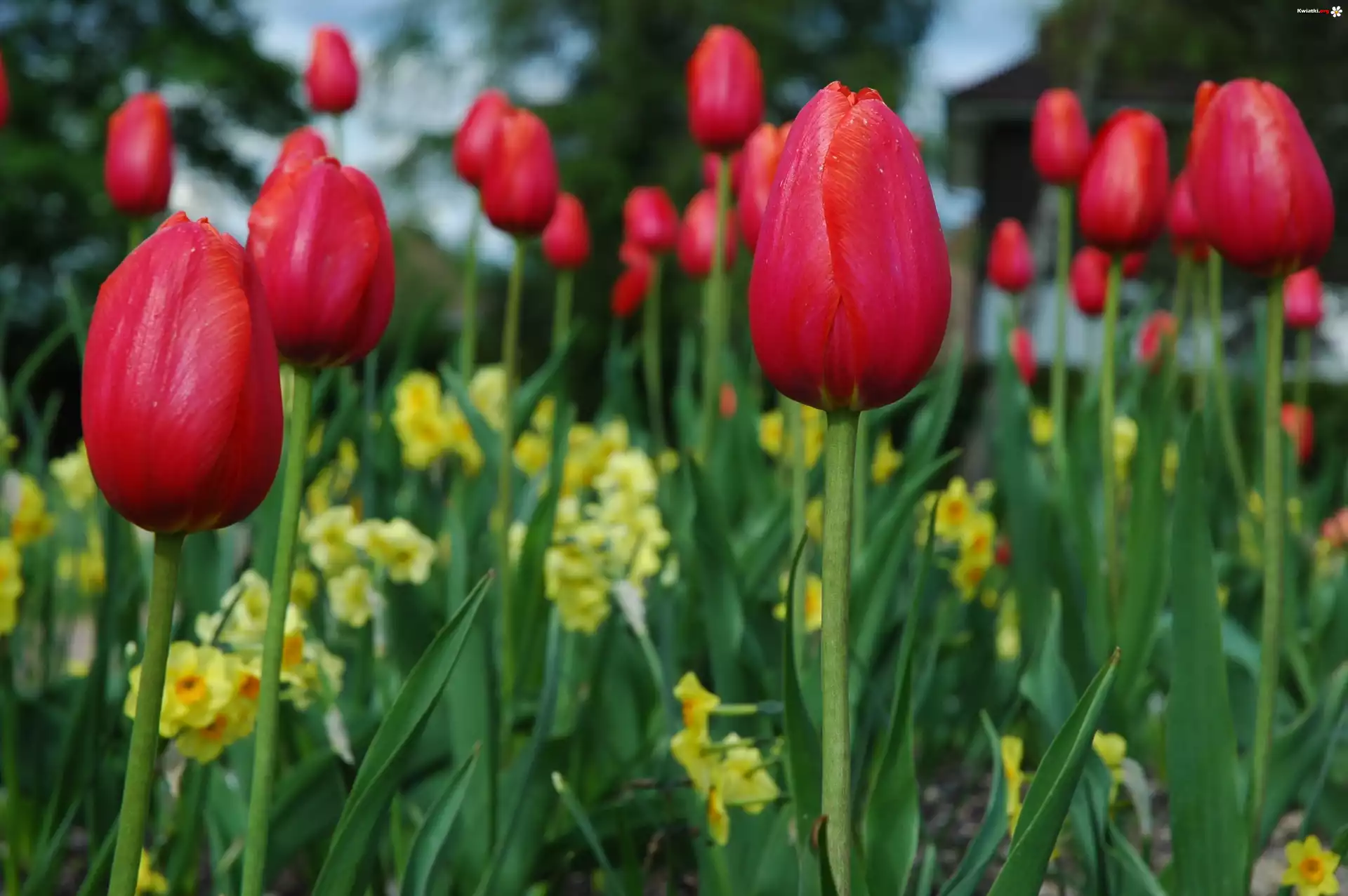 Czerwone, Tulipany
