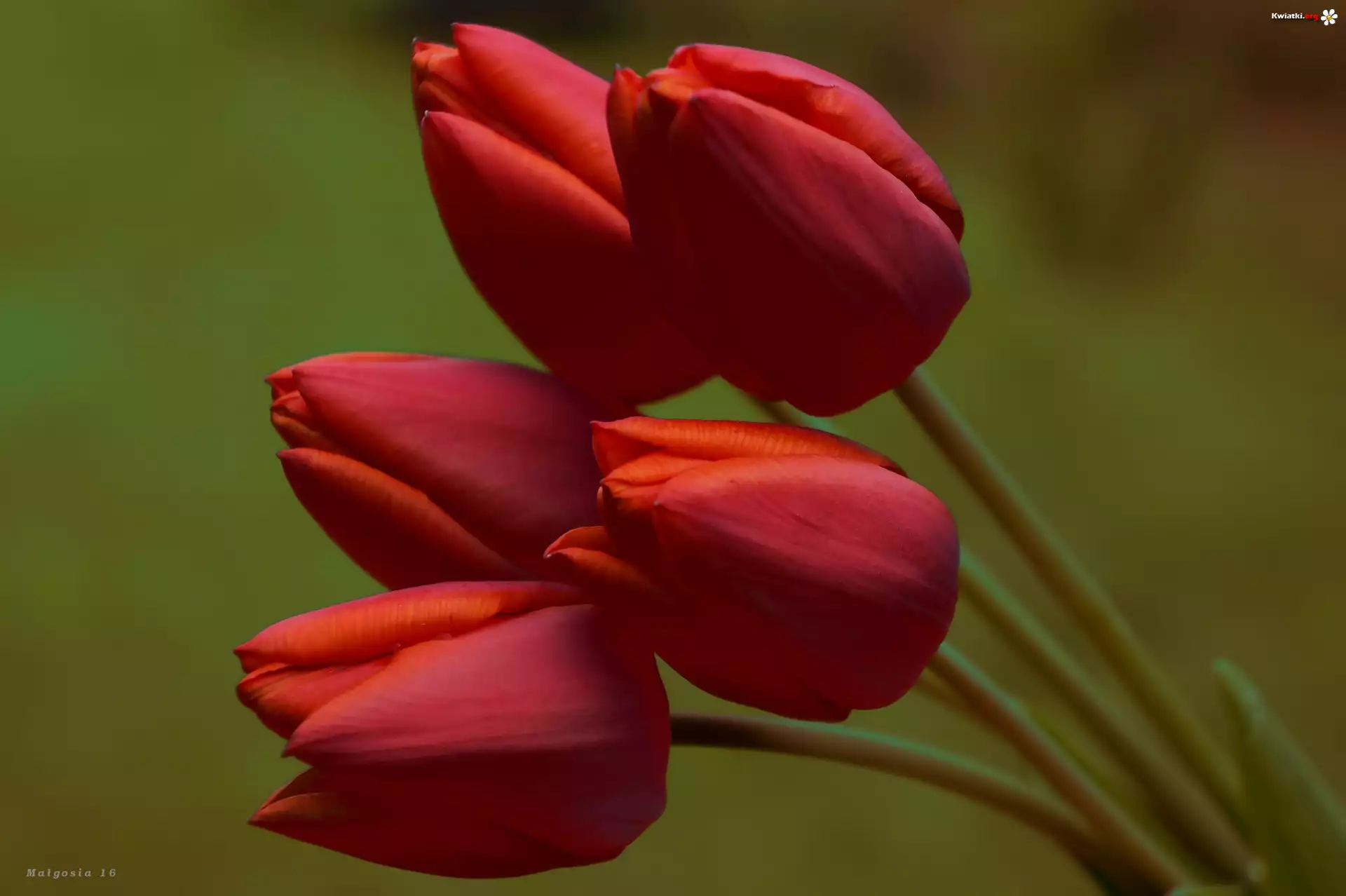 Tulipany, Czerwone, Bukiet