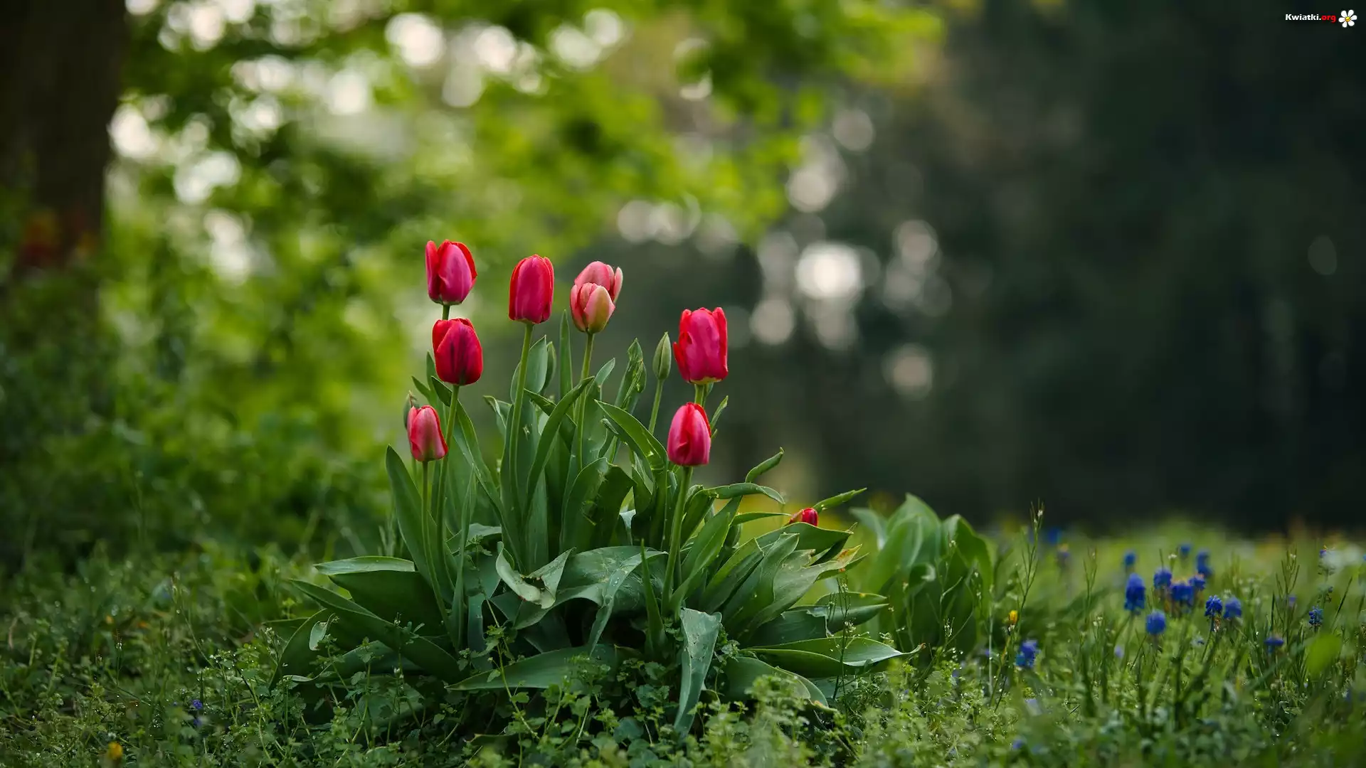 Czerwone, Kwiaty, Tulipany