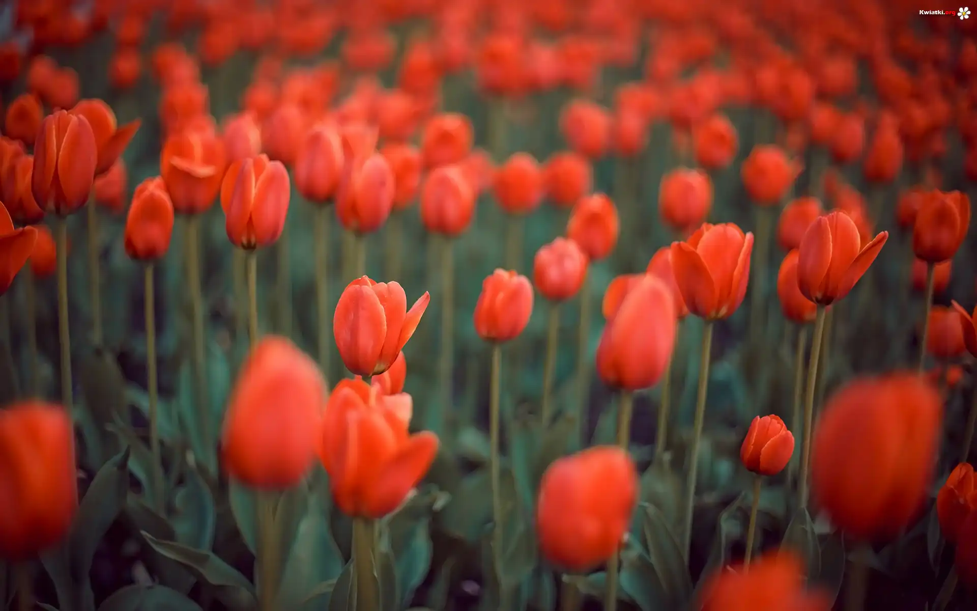 Czerwone, Kwiaty, Tulipany, Rozmycie