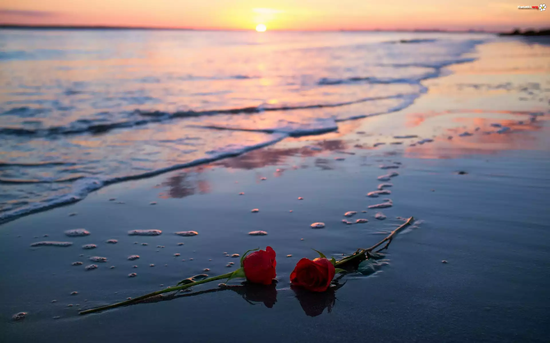 Czerwone, Róże, Plaża, Zachód słońca