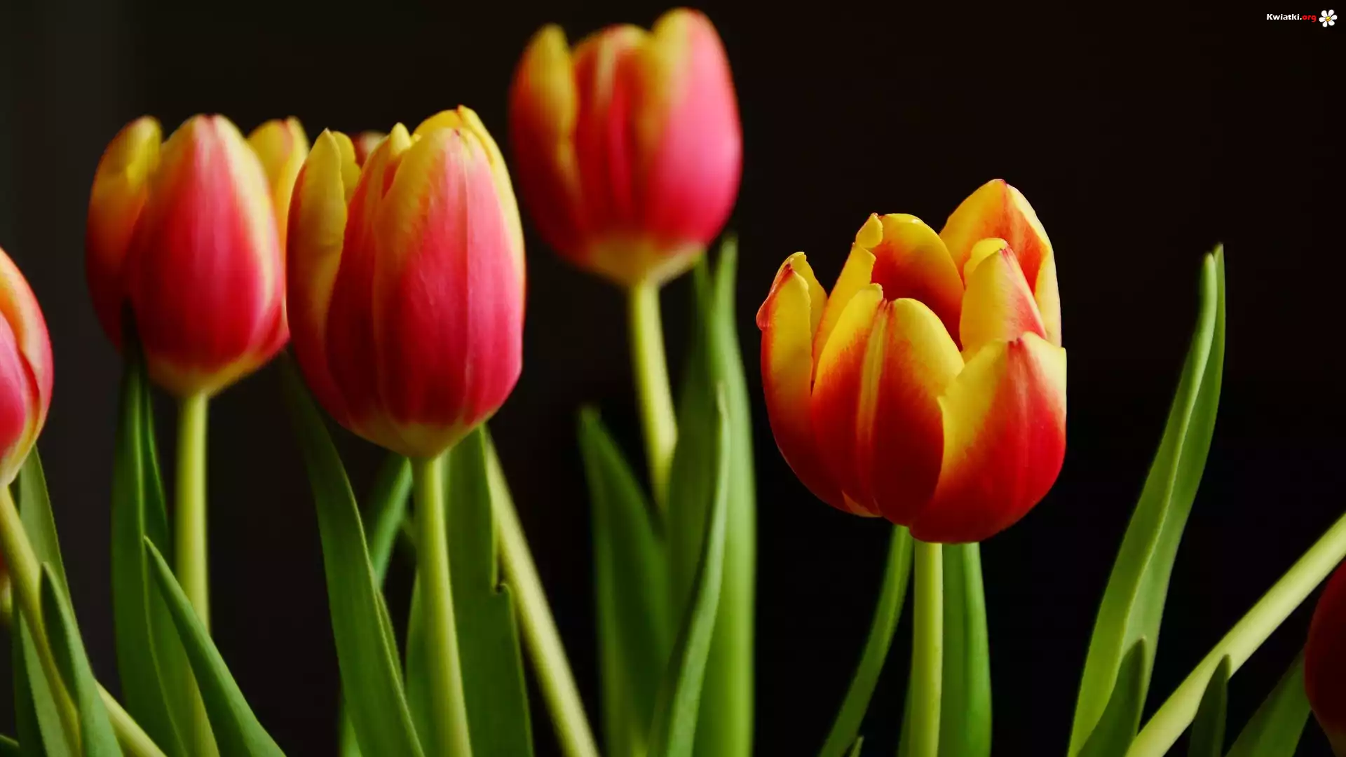 Tulipany, Czerwono-żółte