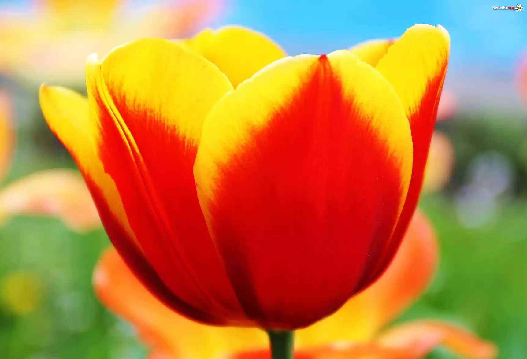 Żółto, Czerwony, Tulipan