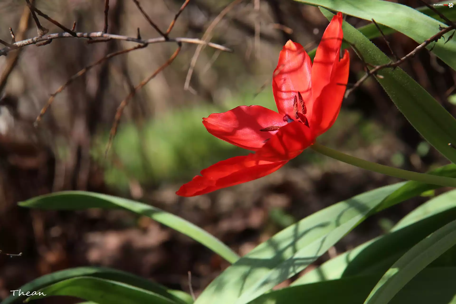 Czerwony, Tulipan