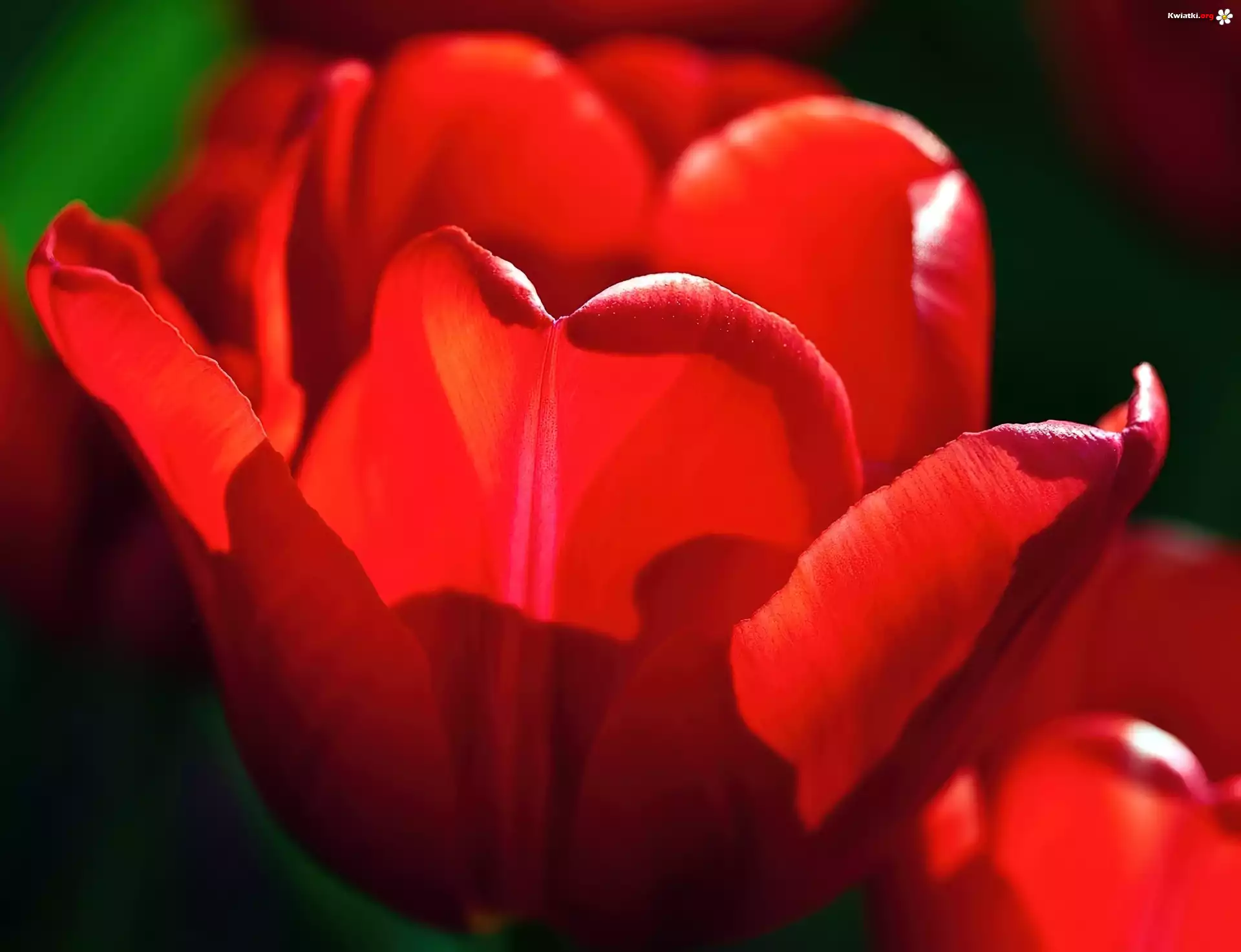 Czerwony, Tulipan