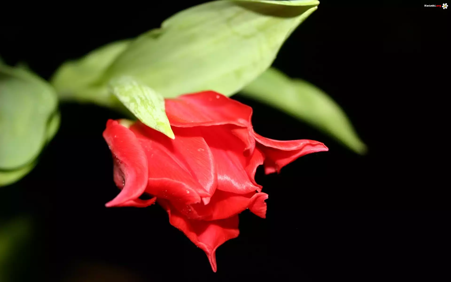Czerwony, Tulipan