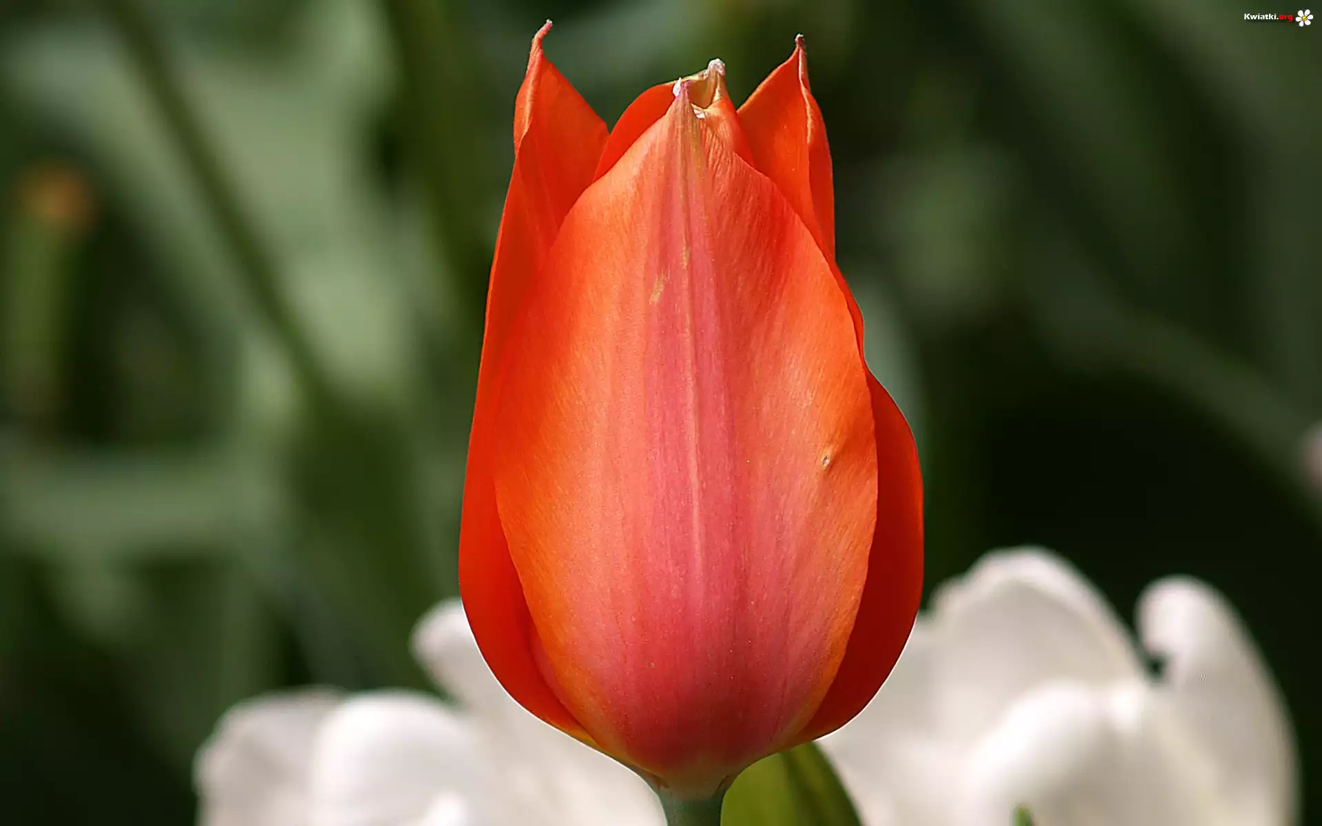 Czerwony, Tulipan