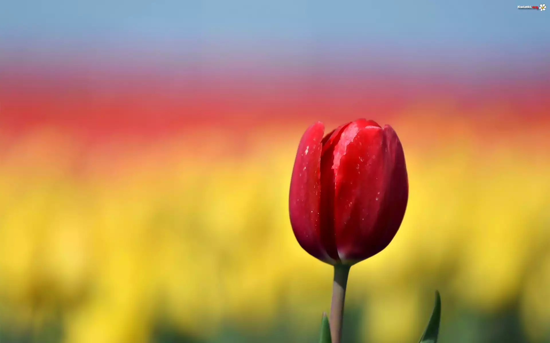 Czerwony, Tulipan