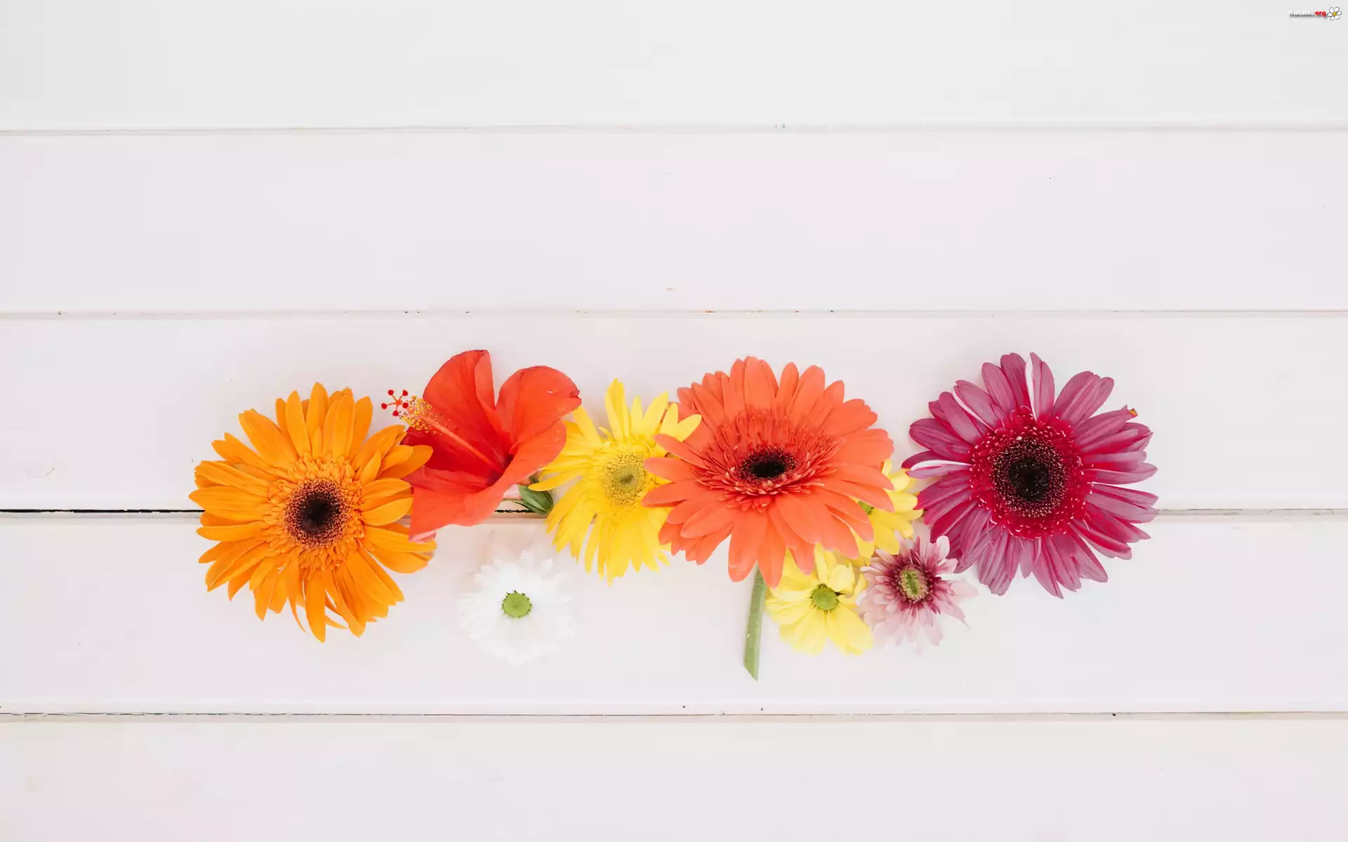 Kolorowe, Kwiaty, Gerbery, Deski