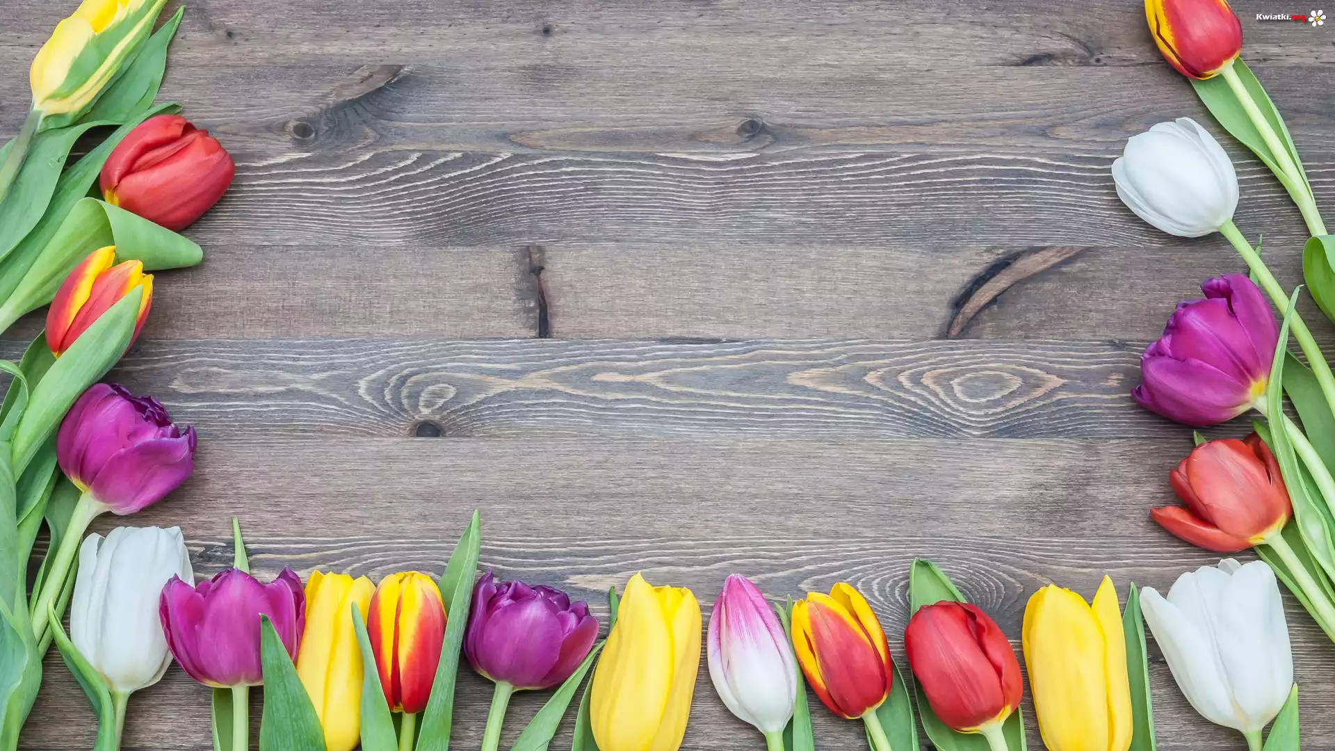 Kwiaty, Tulipany, Kolorowe, Deski