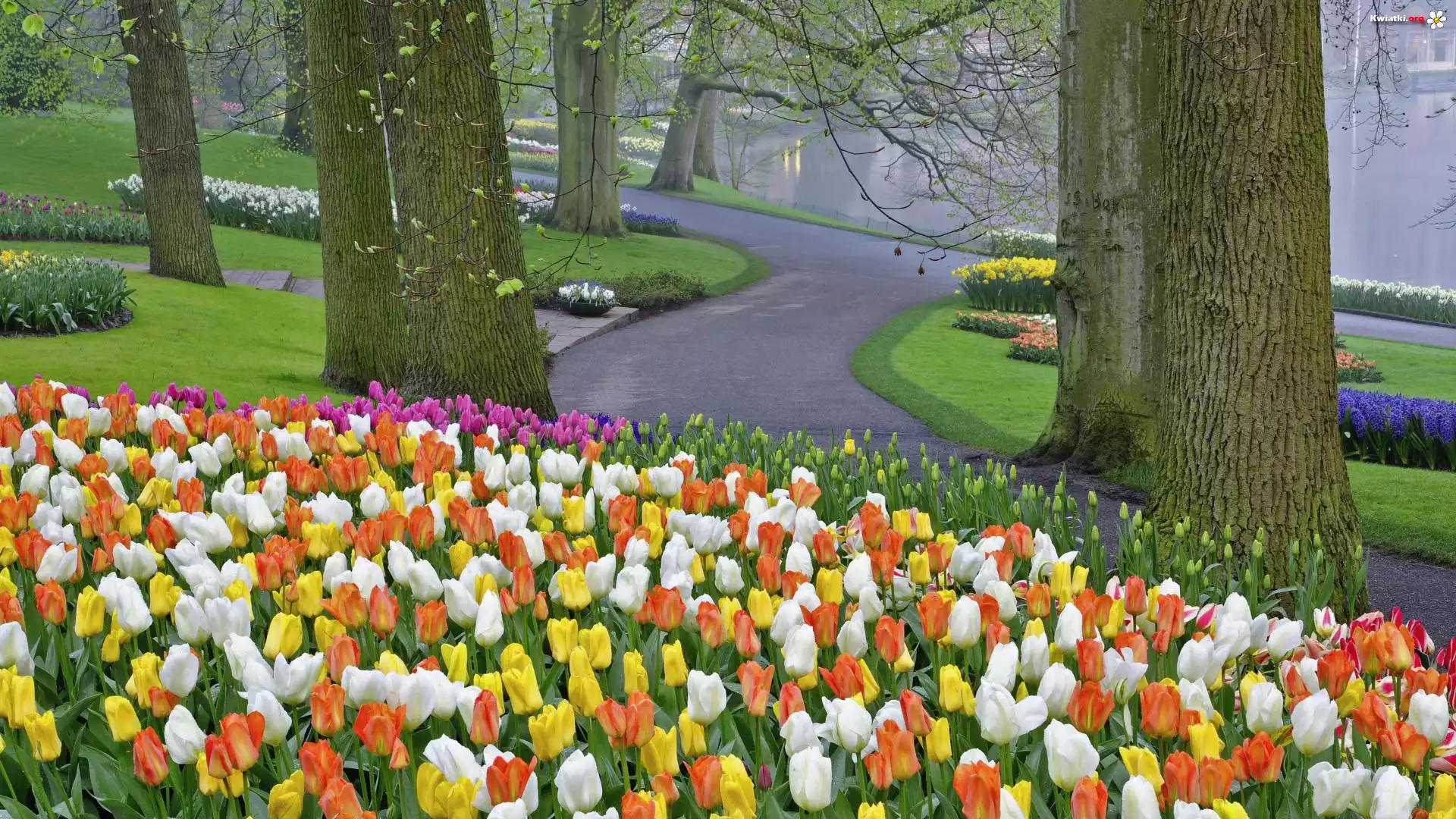 Dróżki, Drzewa, Tulipany