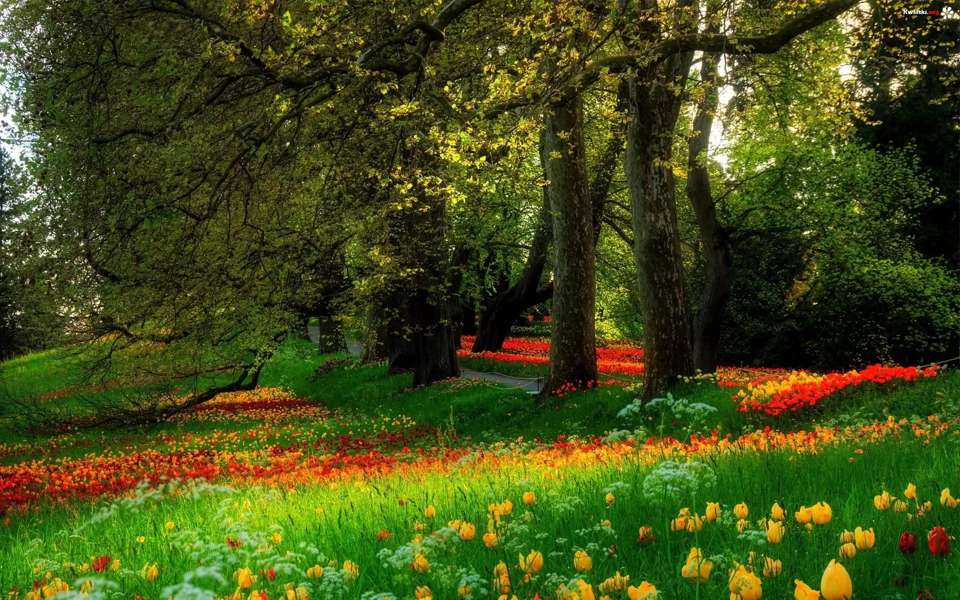 Park, Drzewa, Tulipany