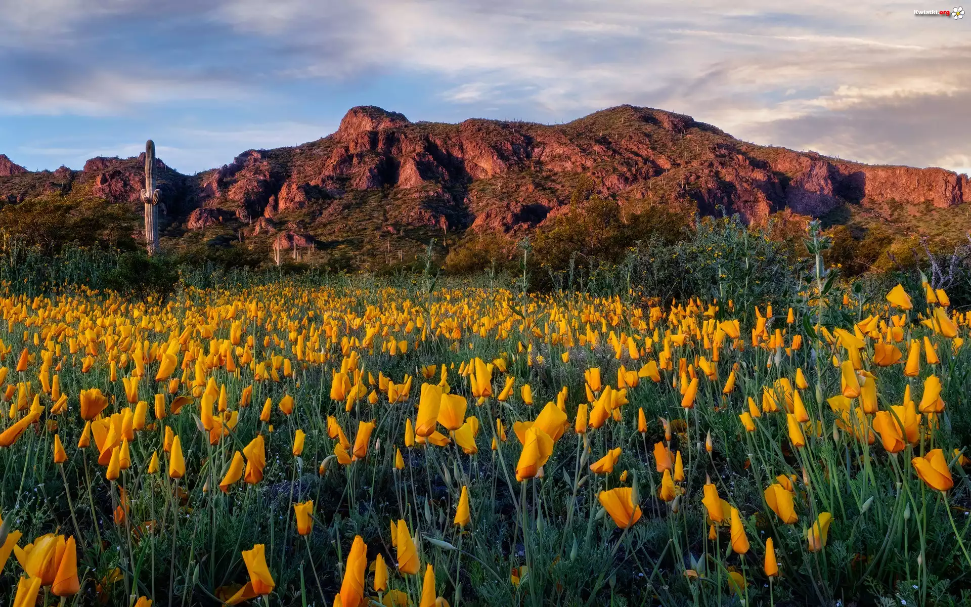 Góry, Łąka, Kwiaty, Maczki kalifornijskie, Pozłotki, Drzewa, Kaktusy, Chmury, Picacho Peak State Park, Arizona, Stany Zjednoczone