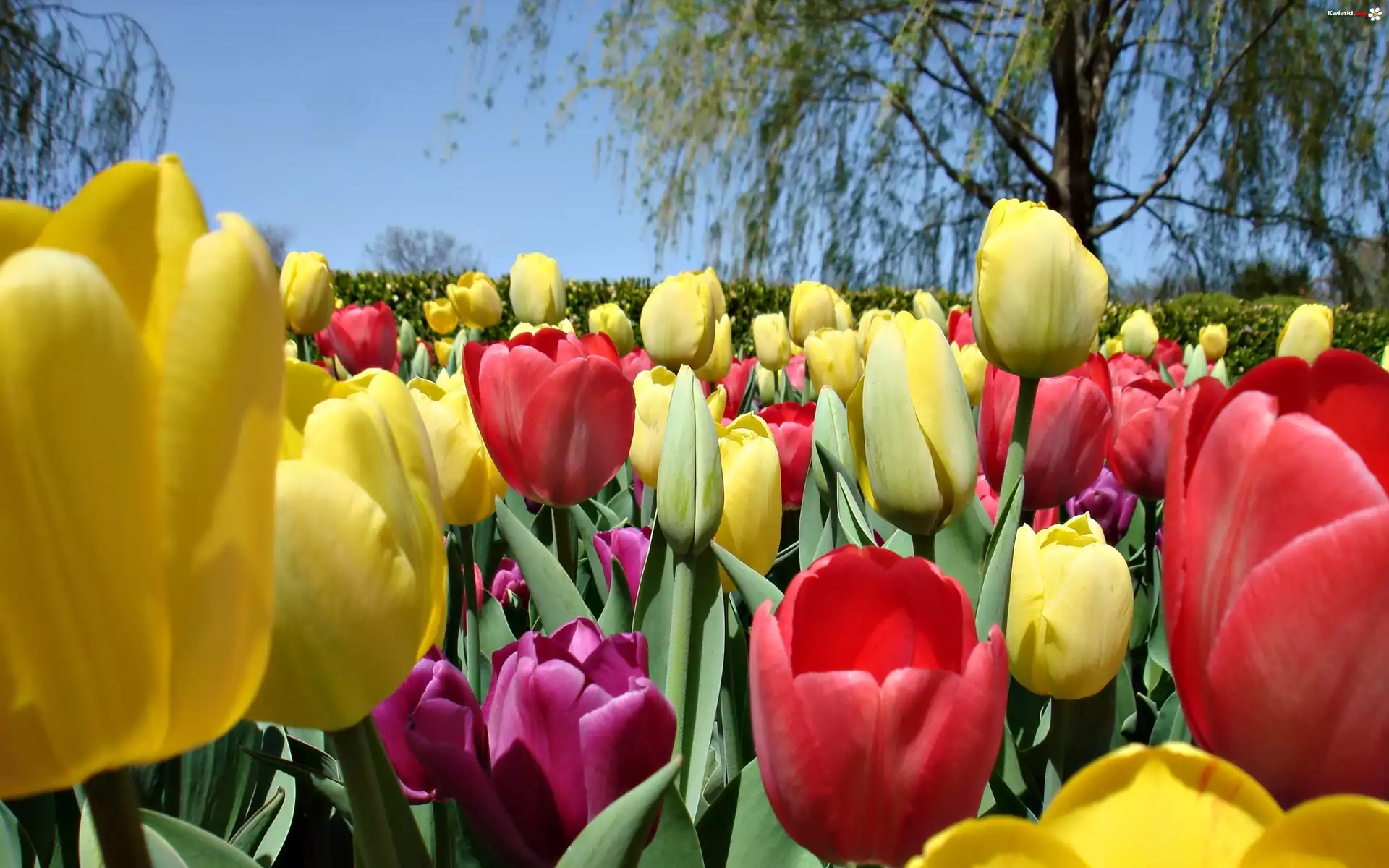 Tulipany, Drzewa, Wiosna