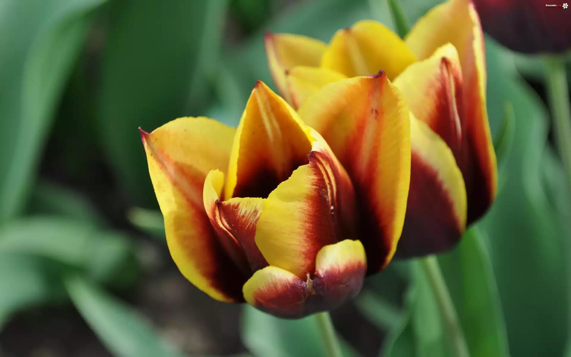 Dwa, Żółto, Czerwone, Tulipany