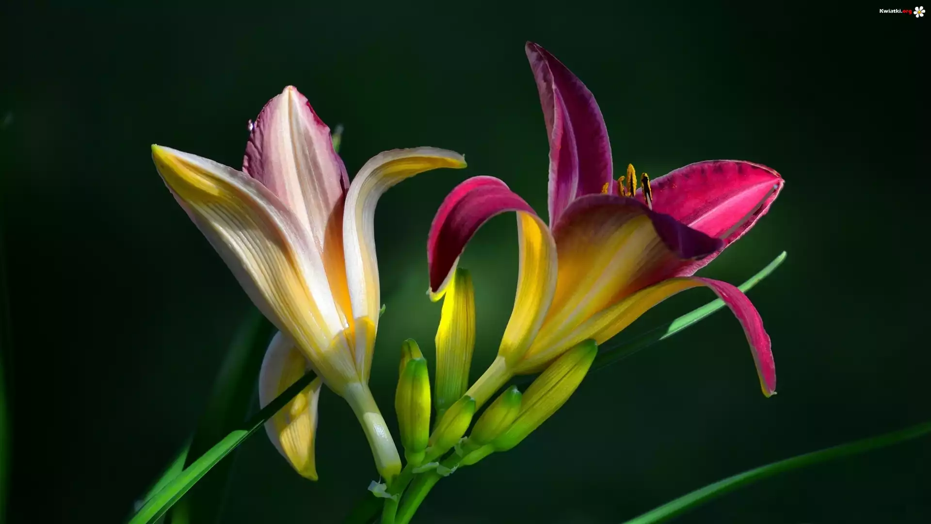 Kwiaty, Liliowce