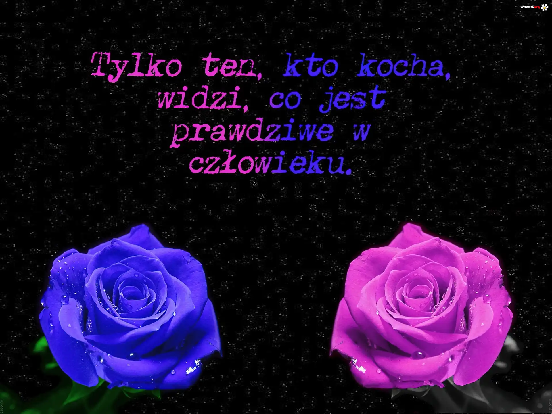 Dwie, Kolorowe, Róże, Przesłanie, Miłosne