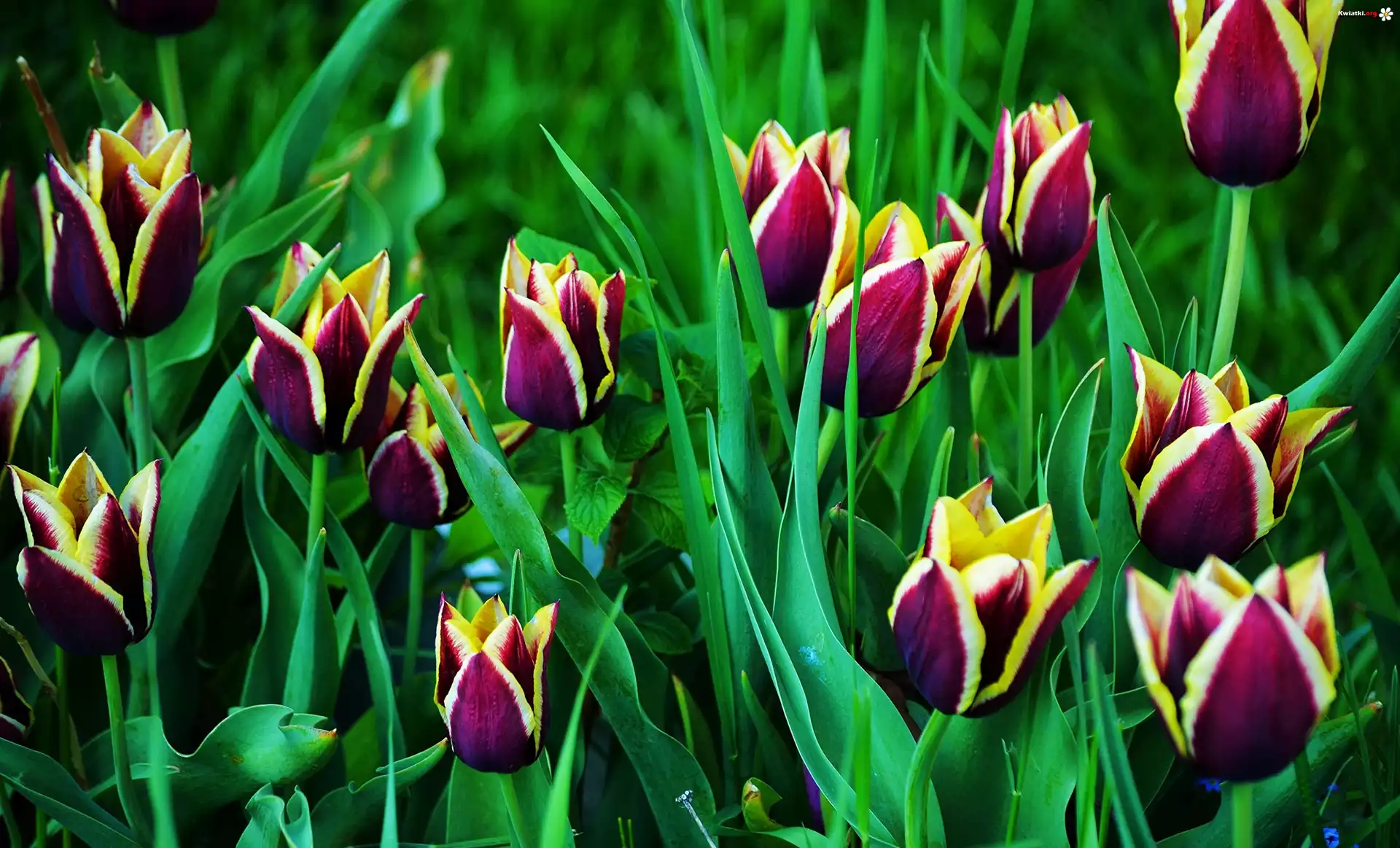 Dwukolorowe, Tulipany