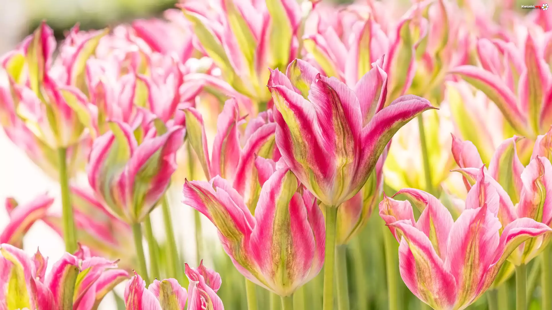 Dwukolorowe, Kwiaty, Tulipany