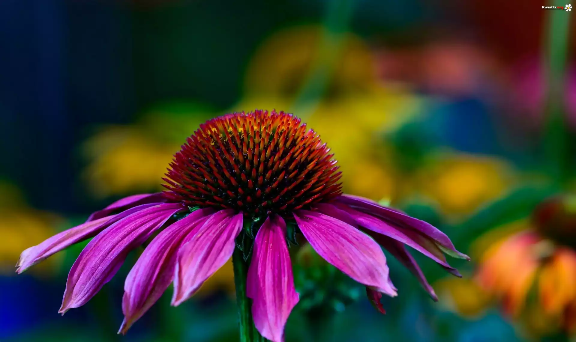 Kwiat, Echinacea, Jeżówka