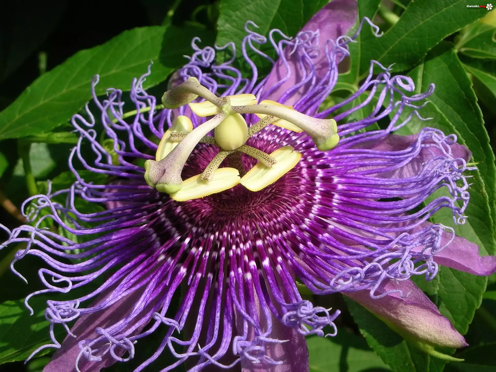Egzotyczny, Kwiat, Passion, Flower