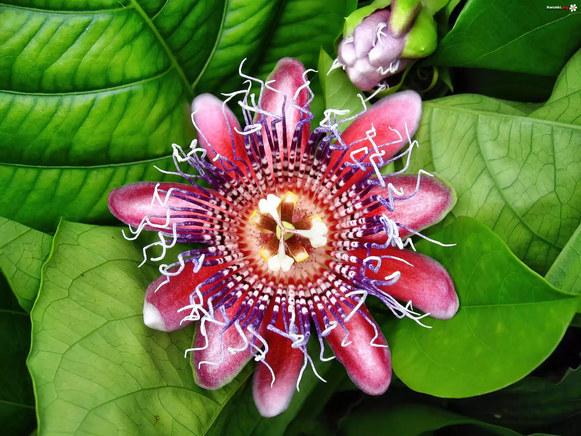 Egzotyczny, Kwiat, Passion, Flower