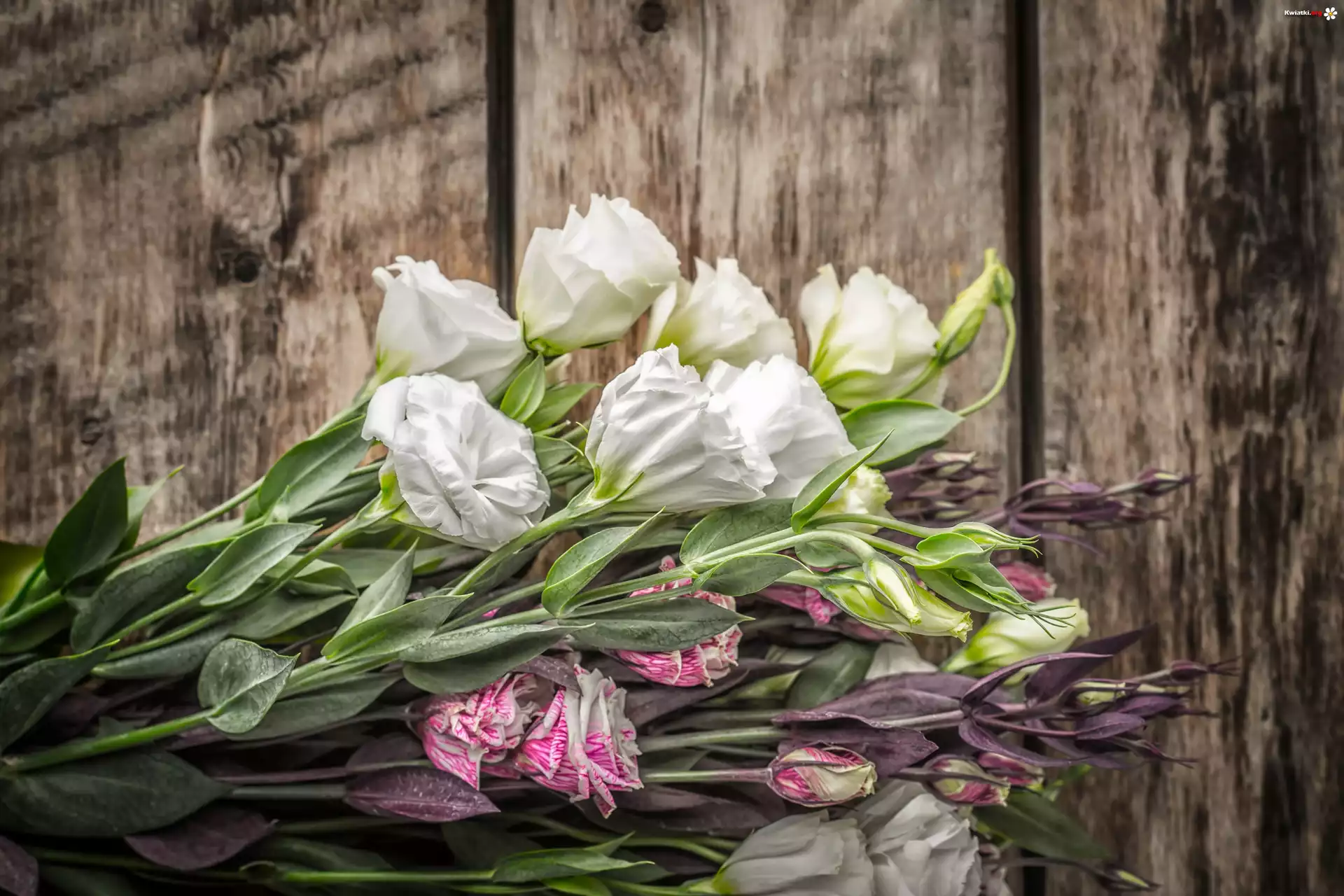 Bukiet, Eustoma, Deski
