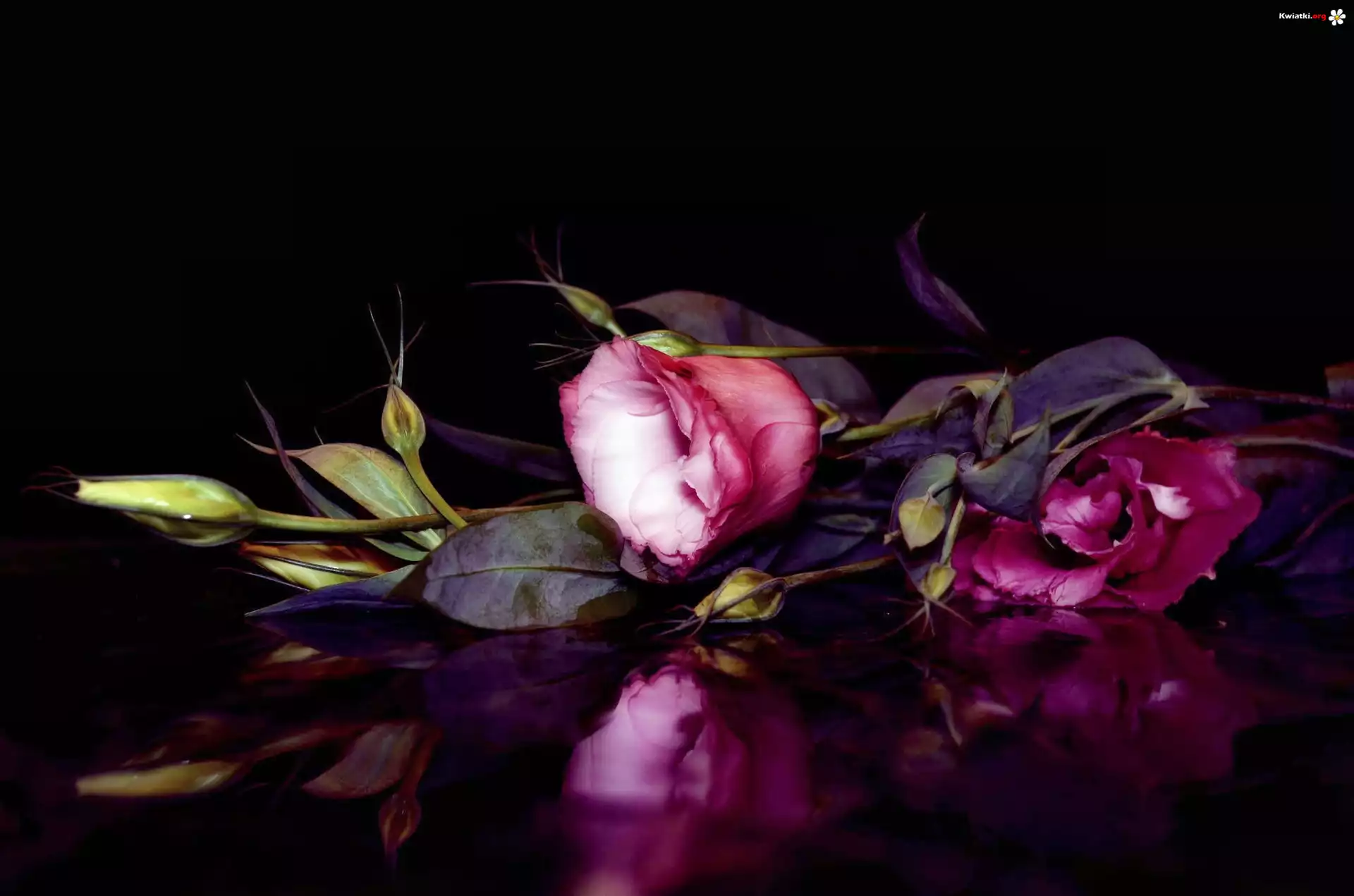 Liliowa, Eustoma, Odbicie
