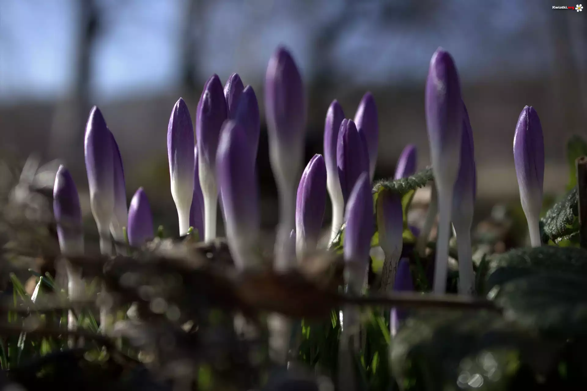 Krokus, Fiolet, Kwiat