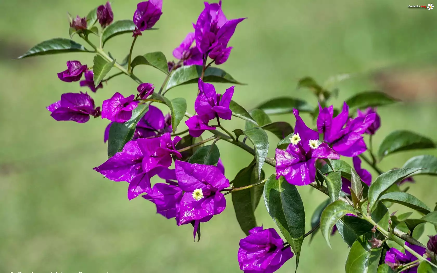 Fioletowa, Bugenwilla
