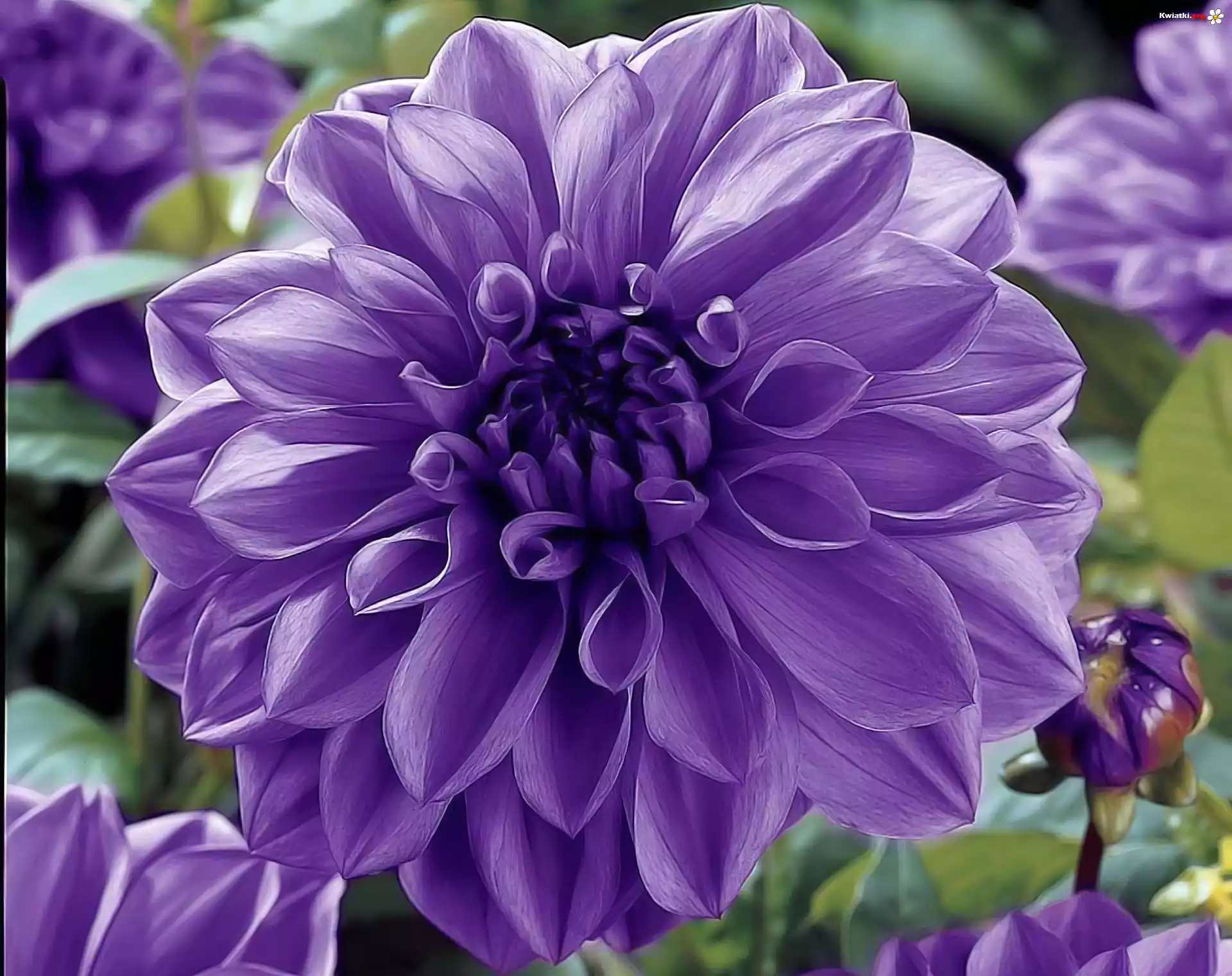 Fioletowa, Dalia