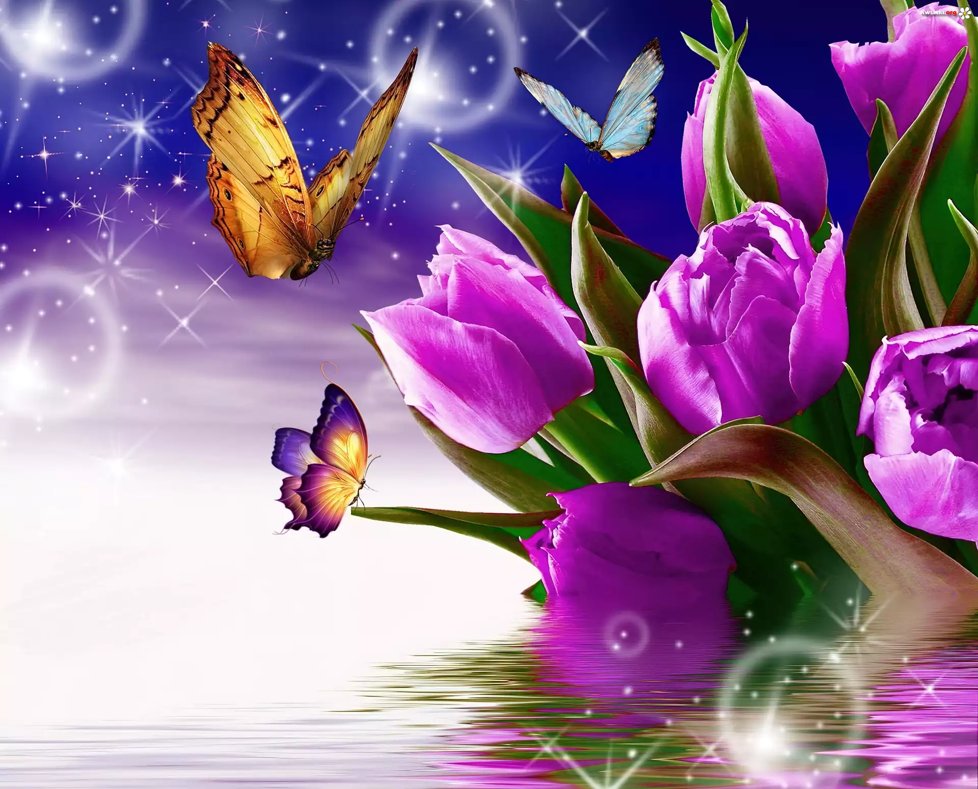 Fioletowe, Tulipany, Motyle, 3D, Wektorowa
