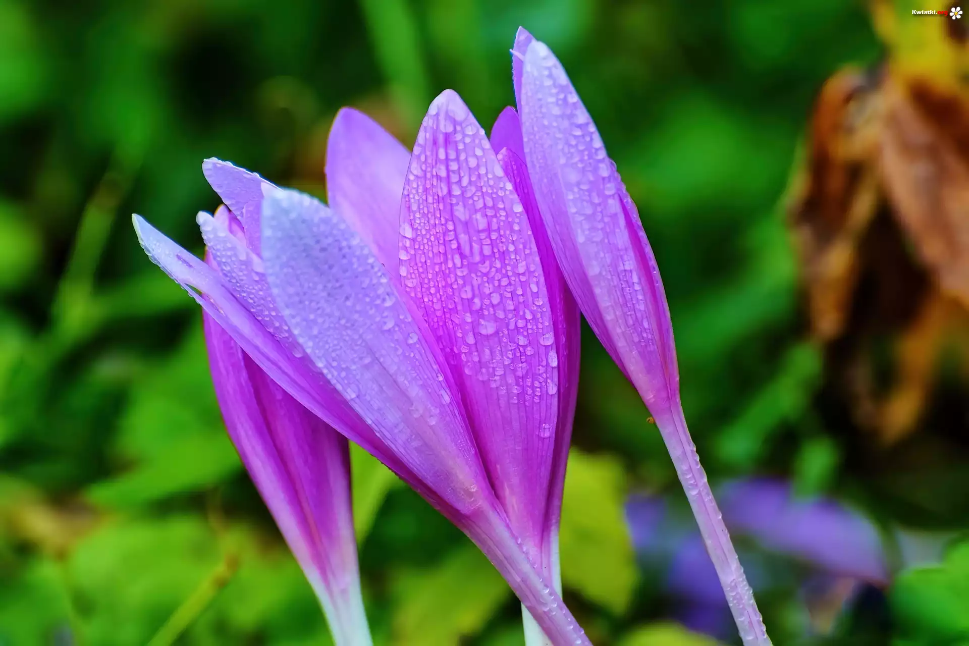 Fioletowe, Krokusy, Krople, Rosy