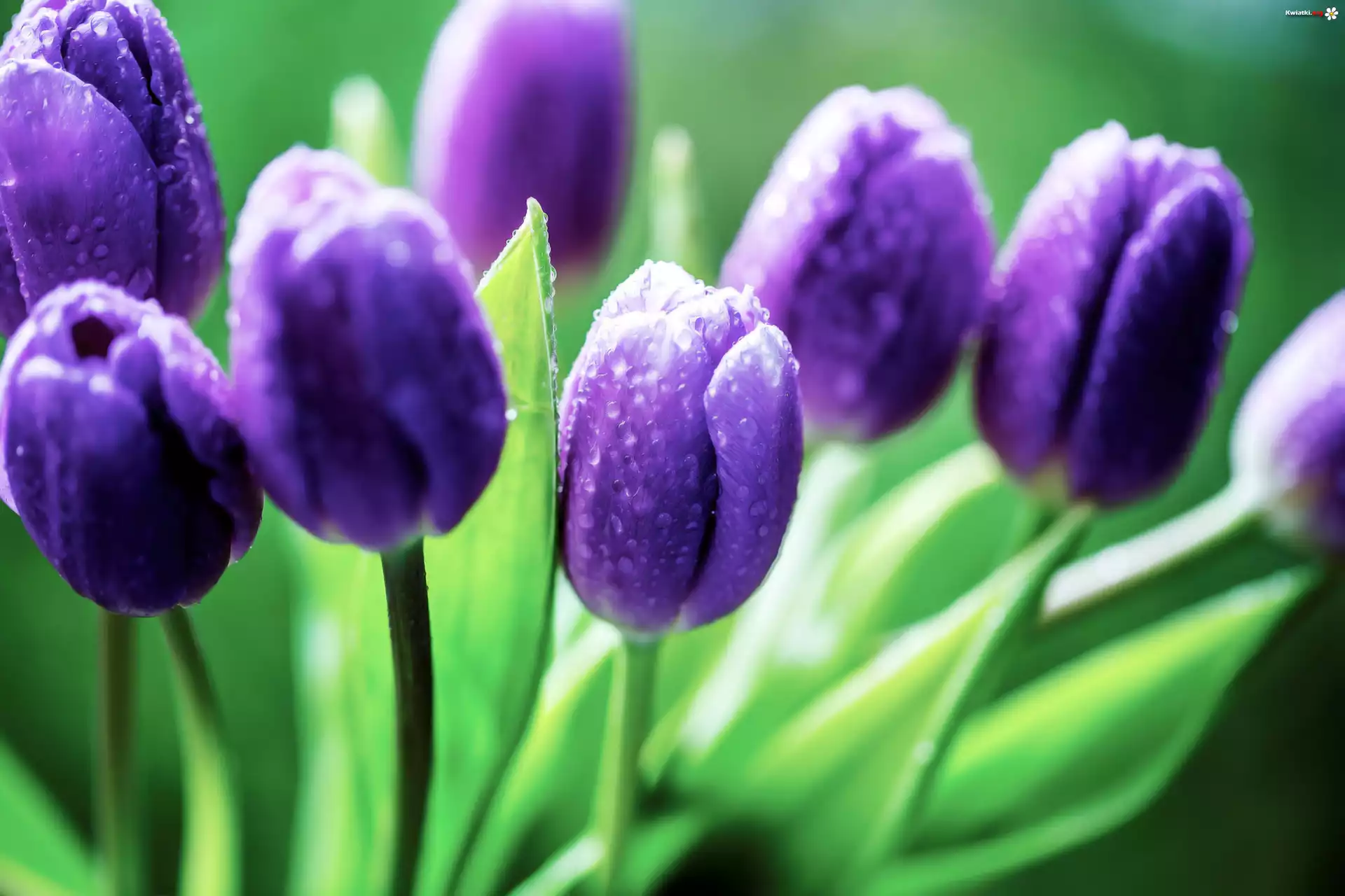 Fioletowe, Tulipany, Krople, Deszczu