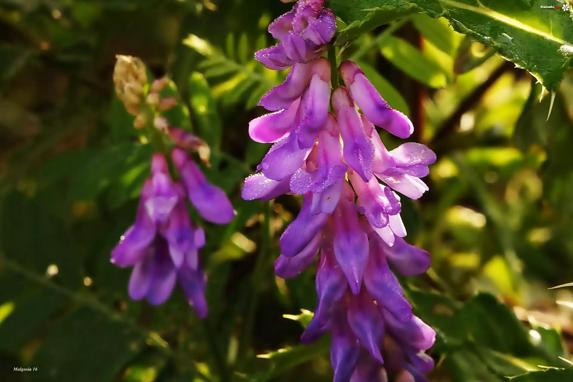 Fioletowe, Kwiaty