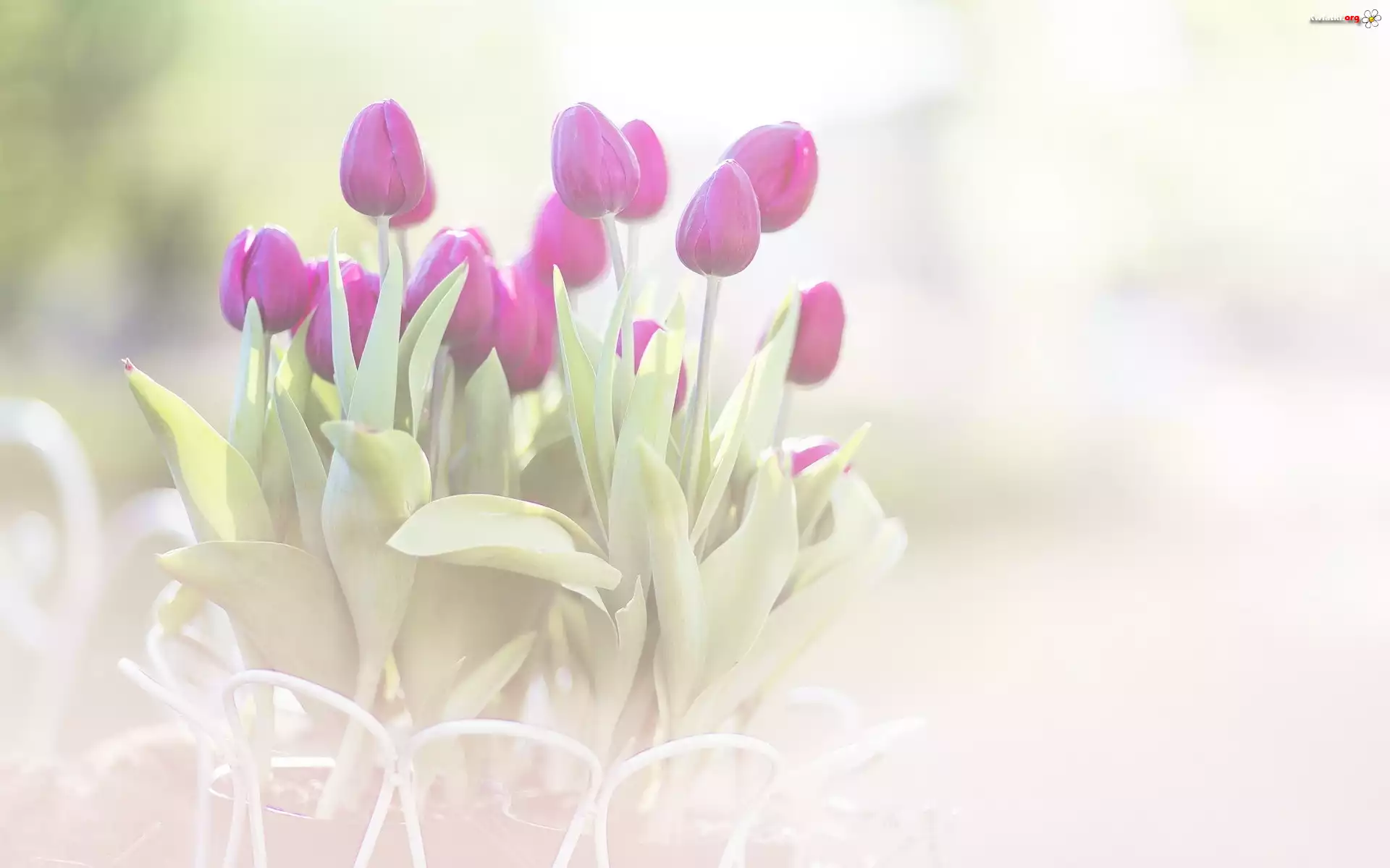Kwiaty, Fioletowe, Tulipany
