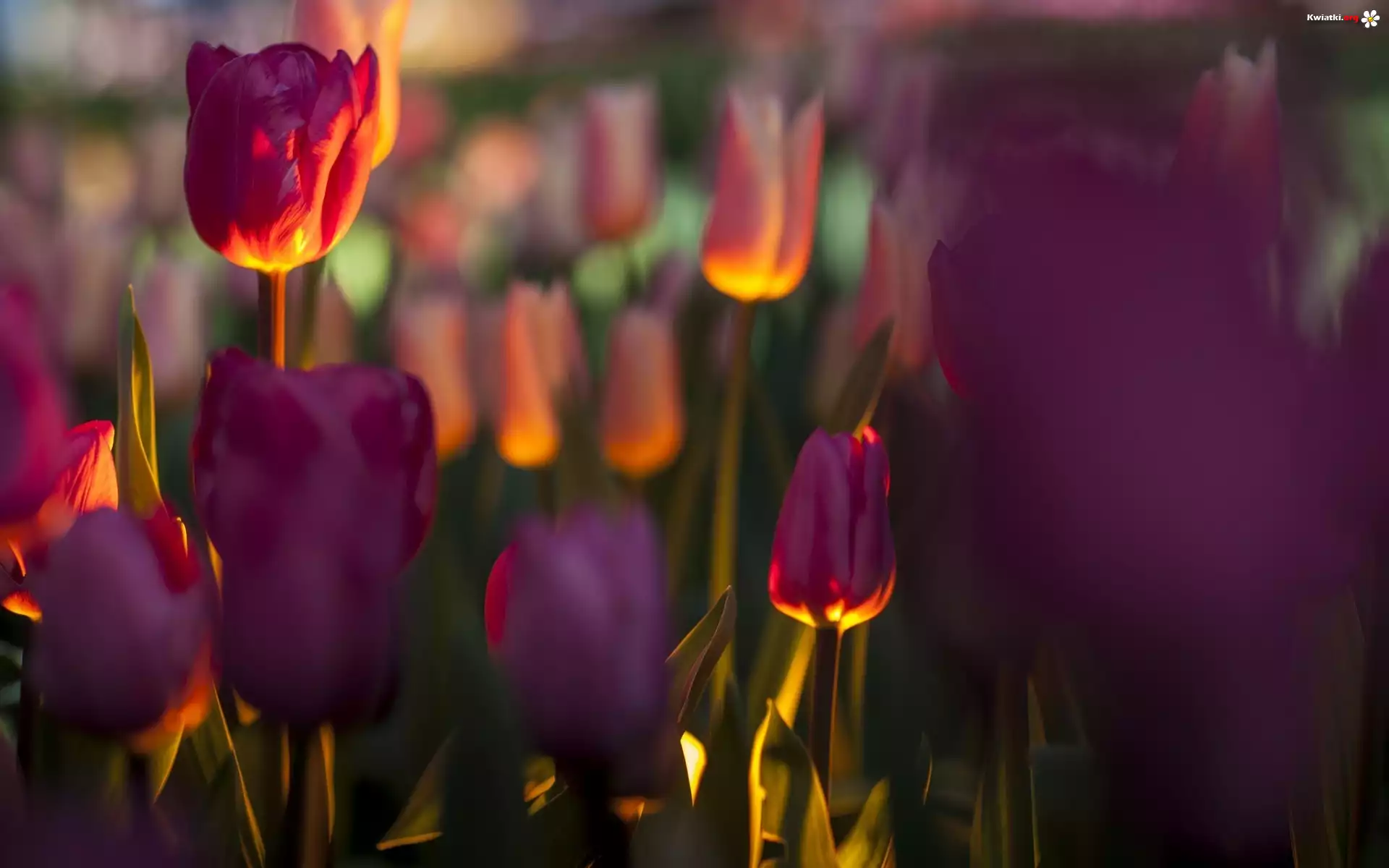 Fioletowe, Tulipany, Rozmycie, Blask