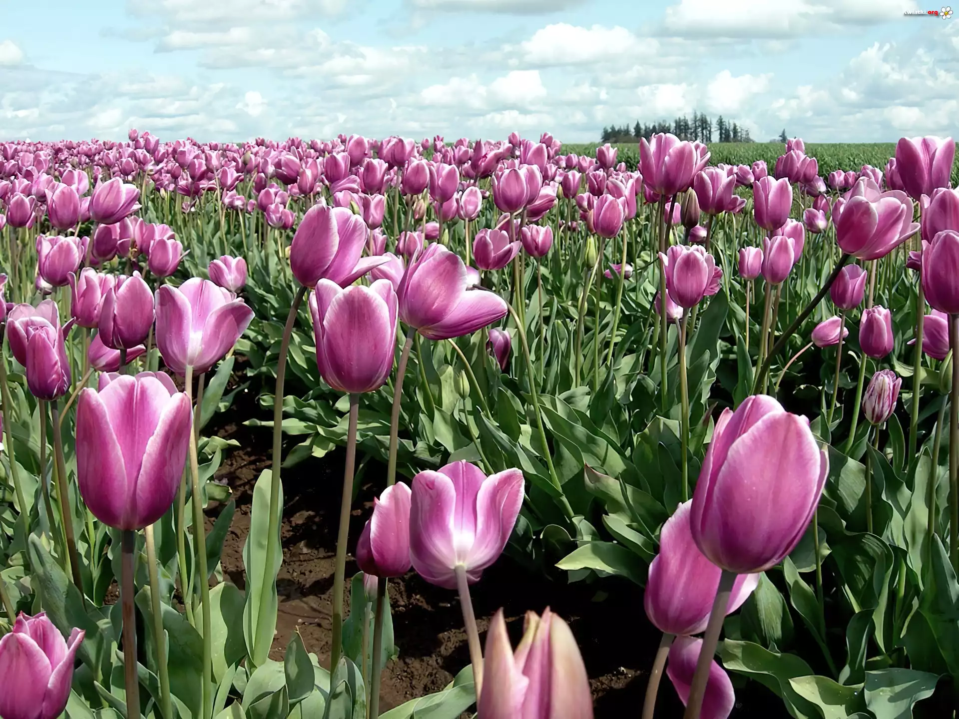 Fioletowe, Tulipany