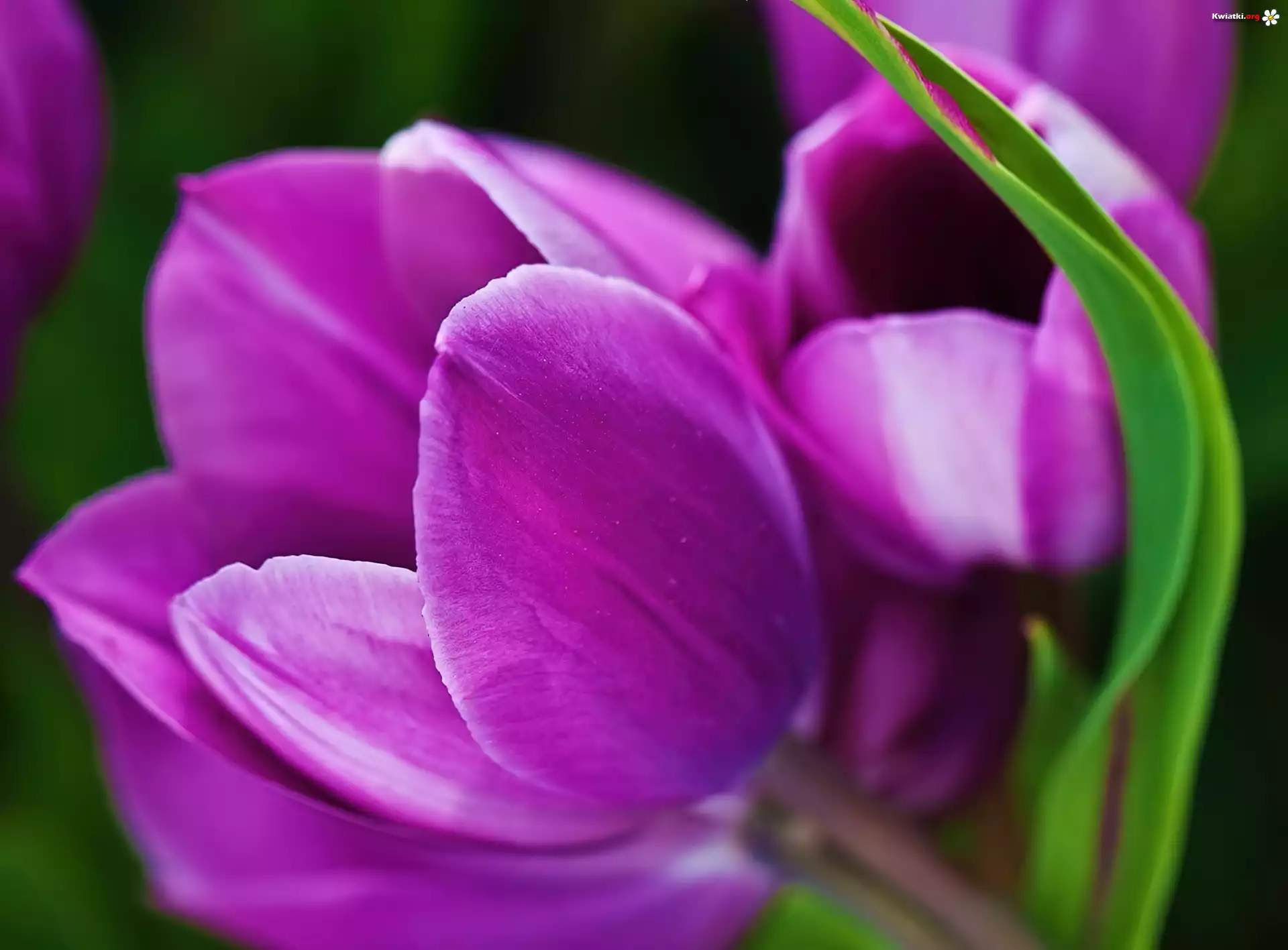 Fioletowe, Tulipany