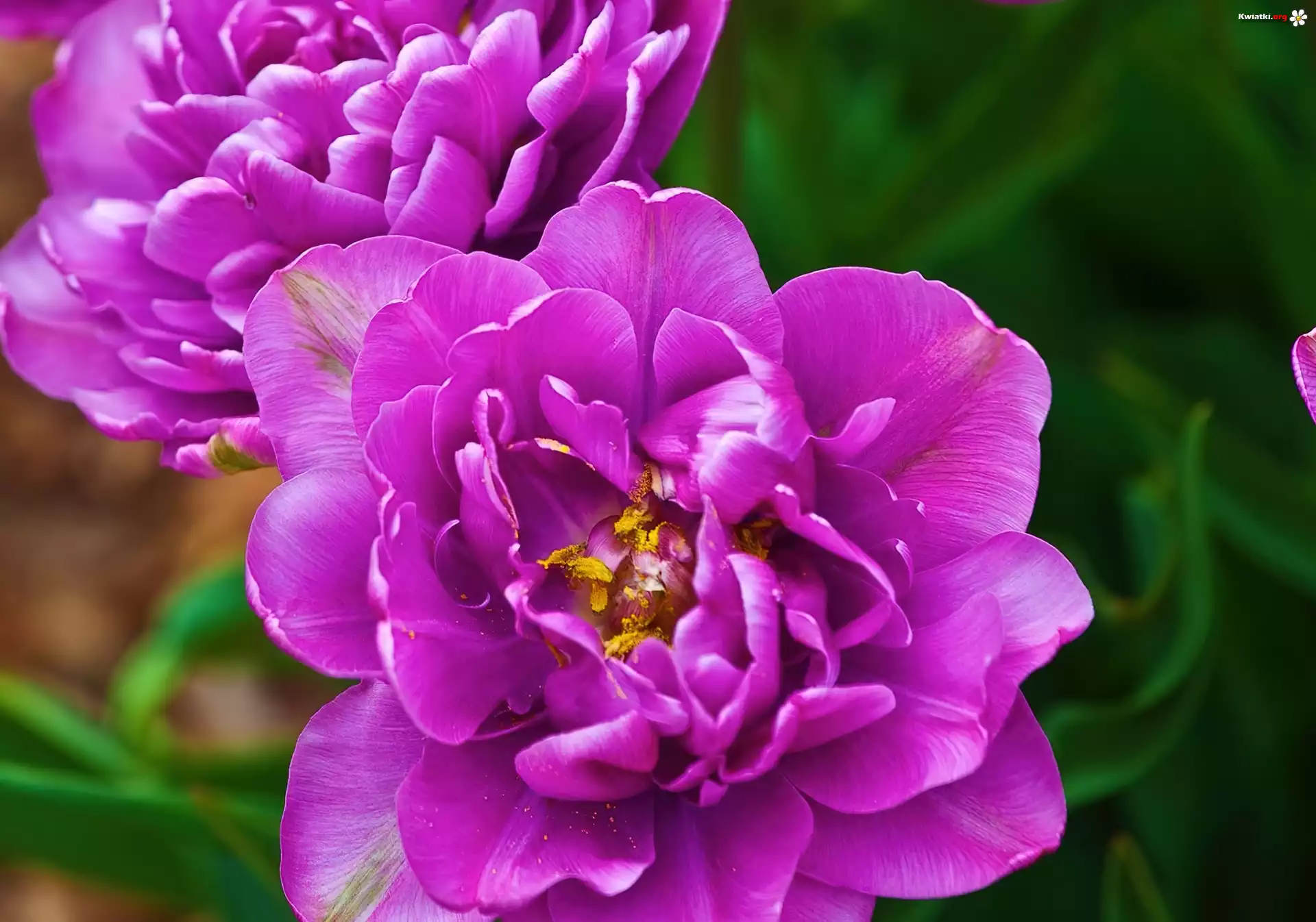 Fioletowe, Tulipany