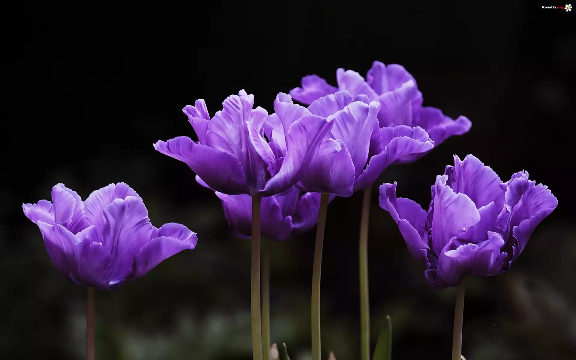 Fioletowe, Tulipany