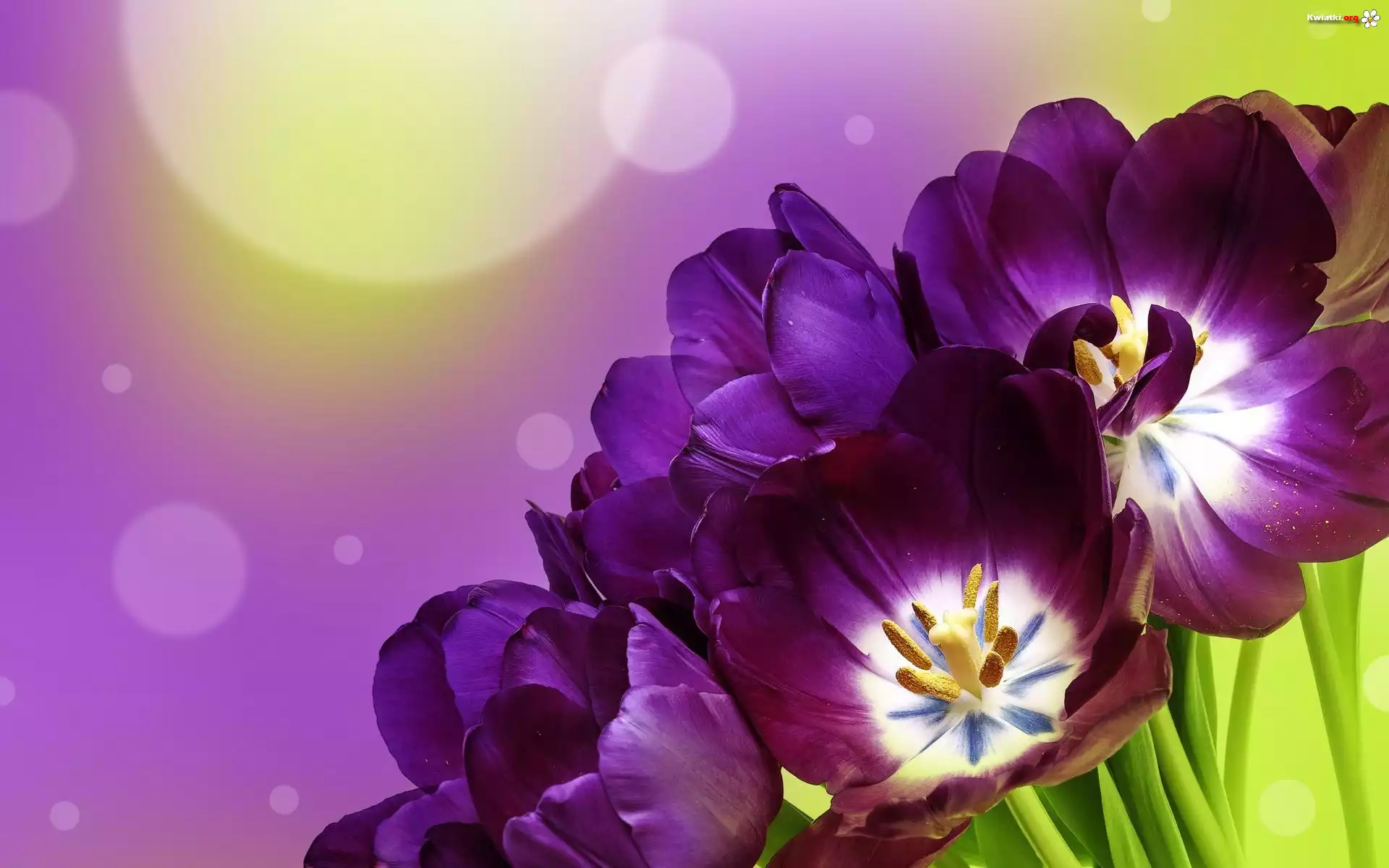 Fioletowe, Tulipany
