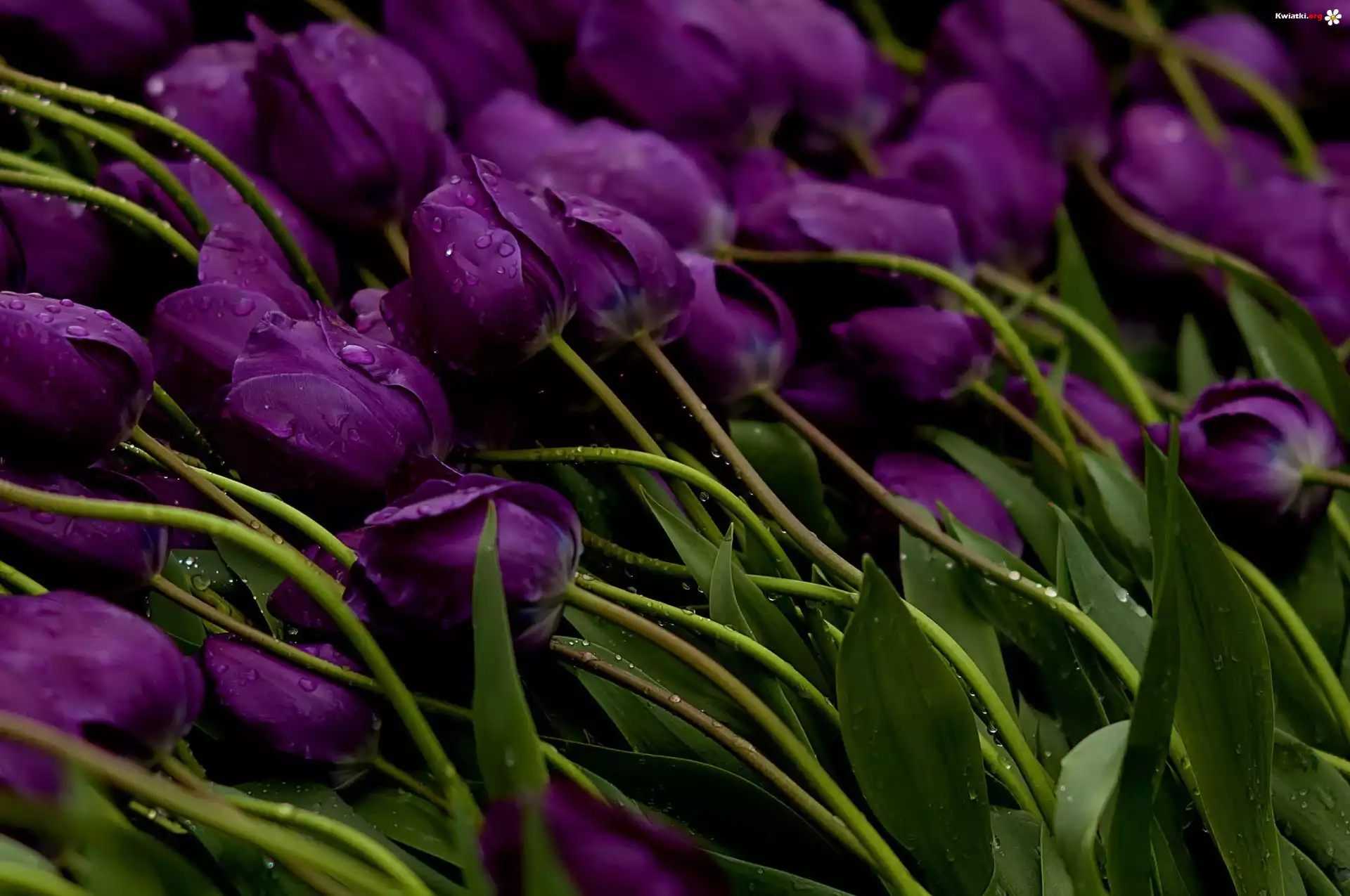 Fioletowe, Tulipany