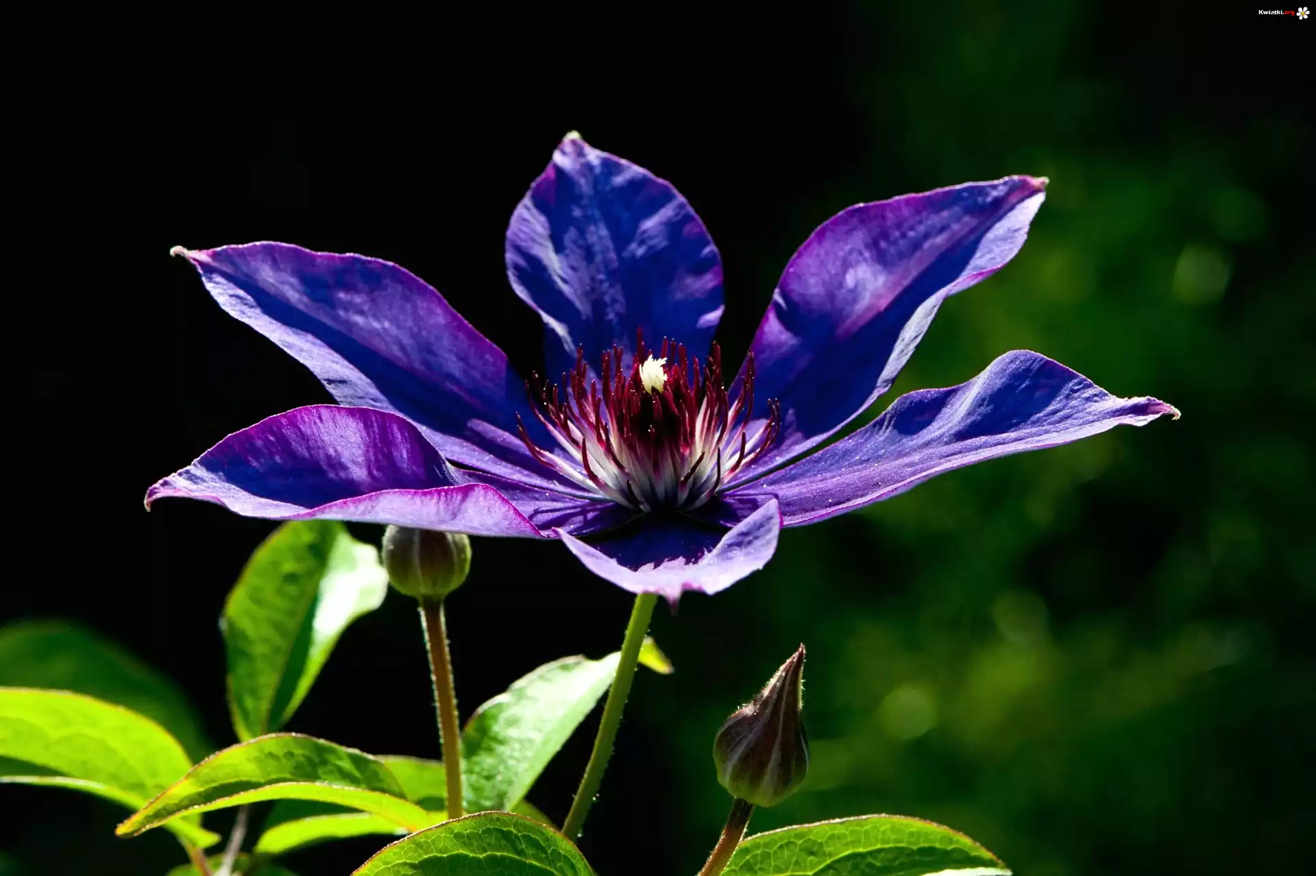 Fioletowy, Clematis, Powojnik