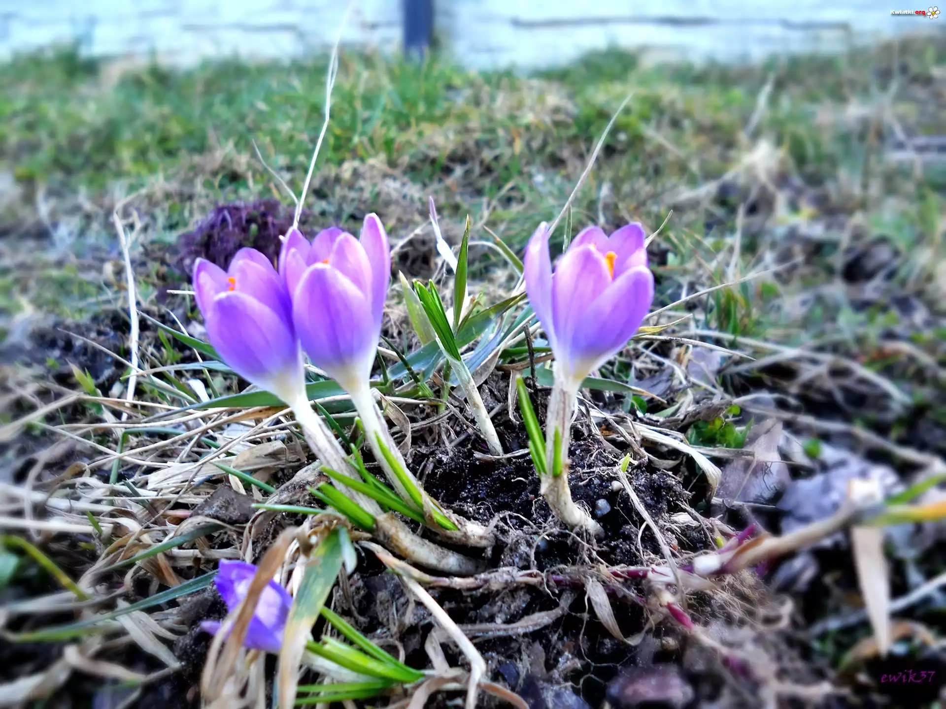 Fioletowy, Krokus