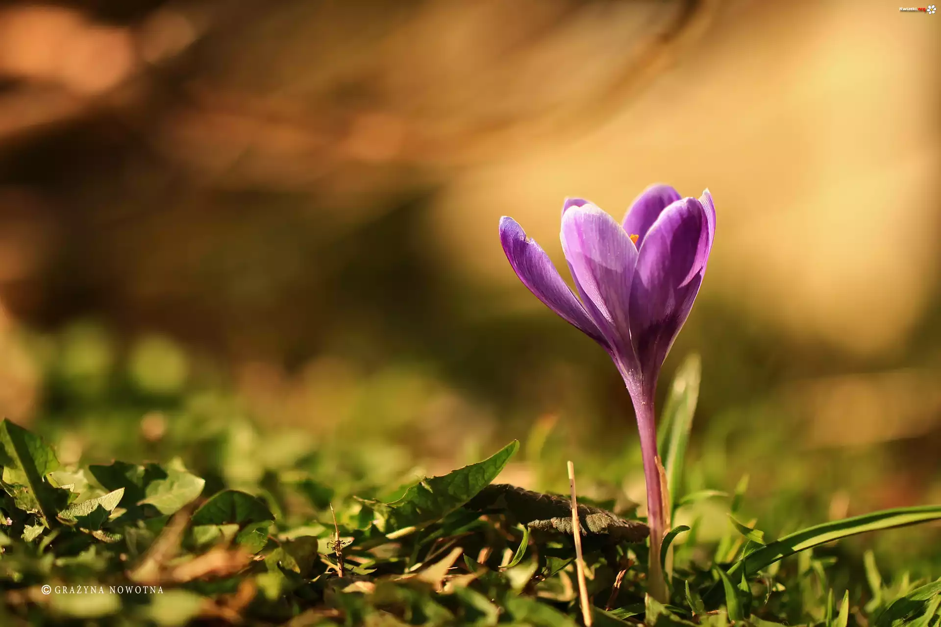 Fioletowy, Krokus